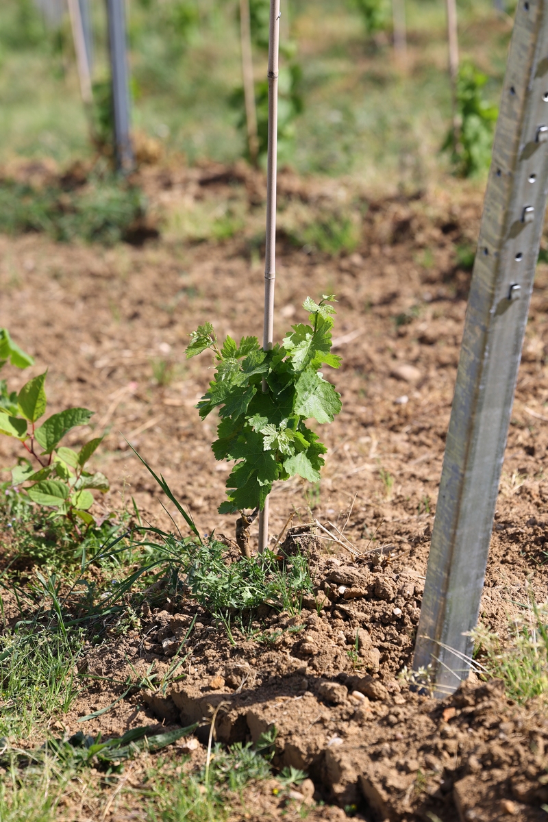 葡萄抗旱性研究进展综述