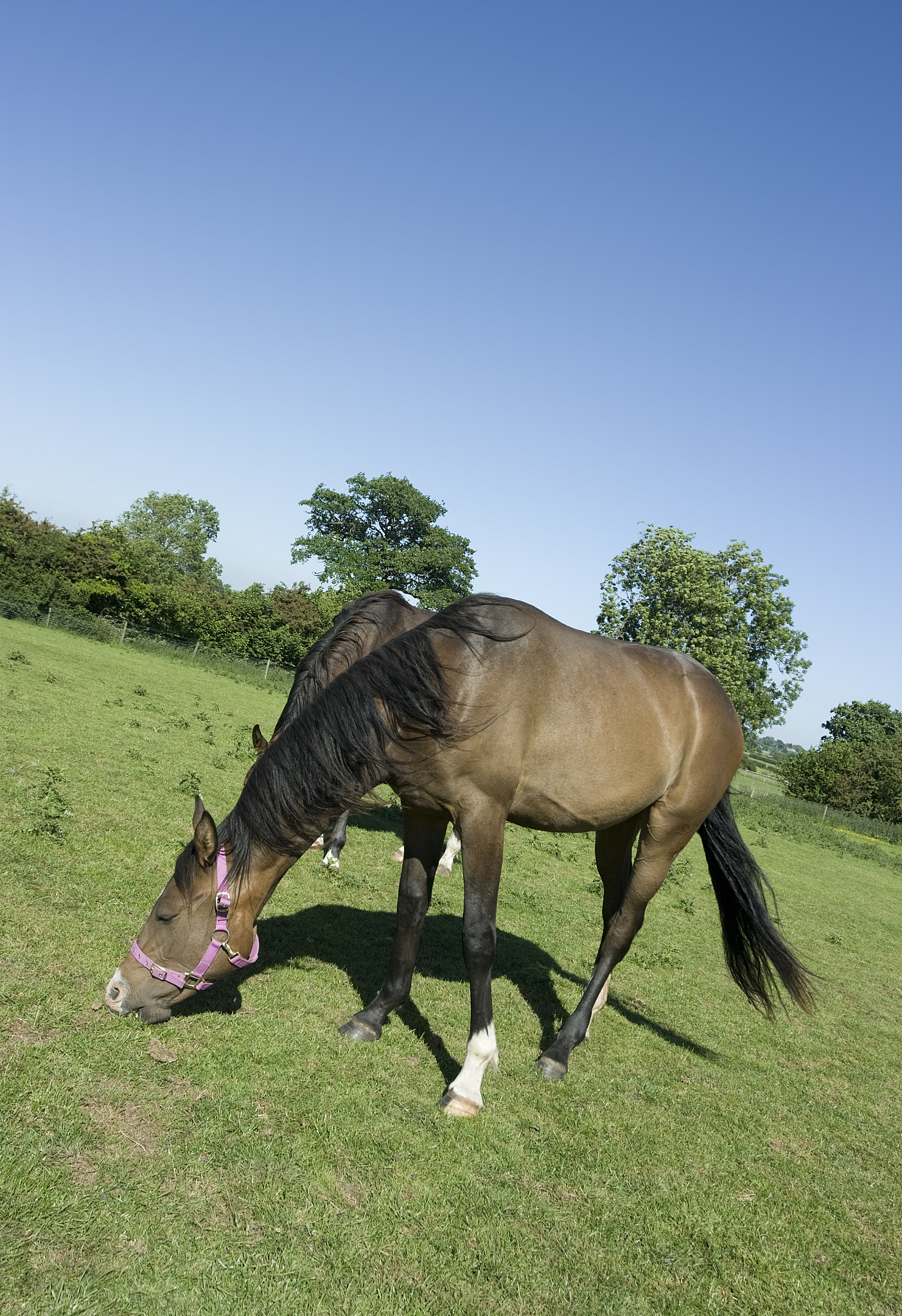 summer grazing