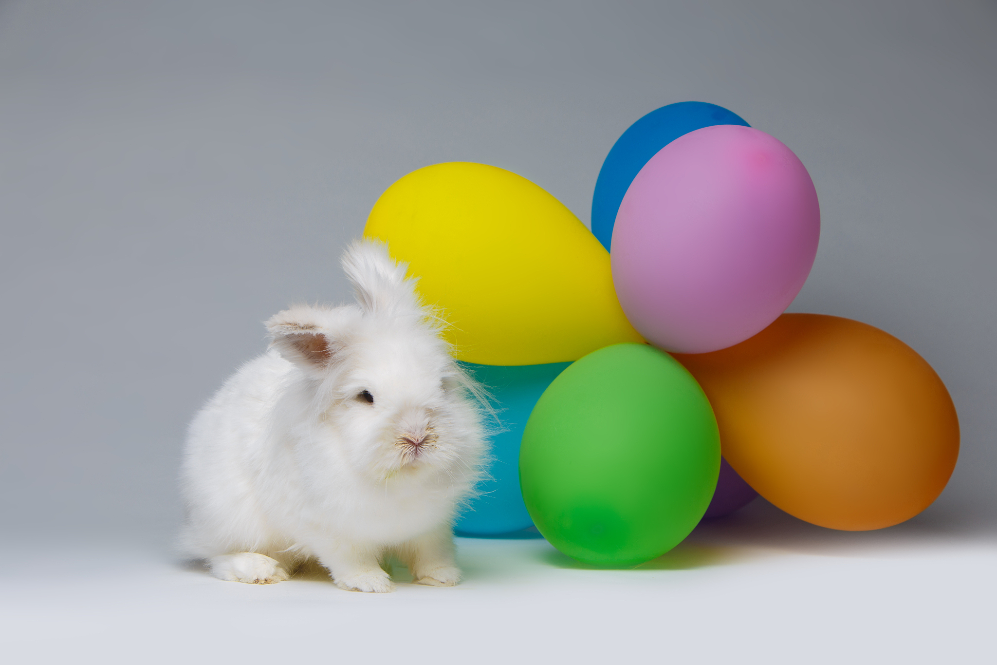 三年级作文：萌萌哒的小动物