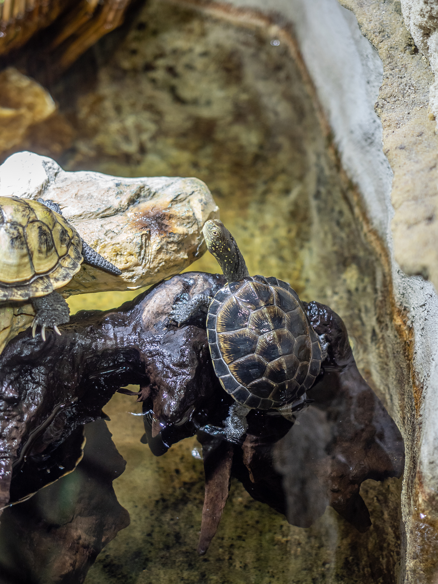 21年出壳的窄桥龟苗要多久才能下蛋