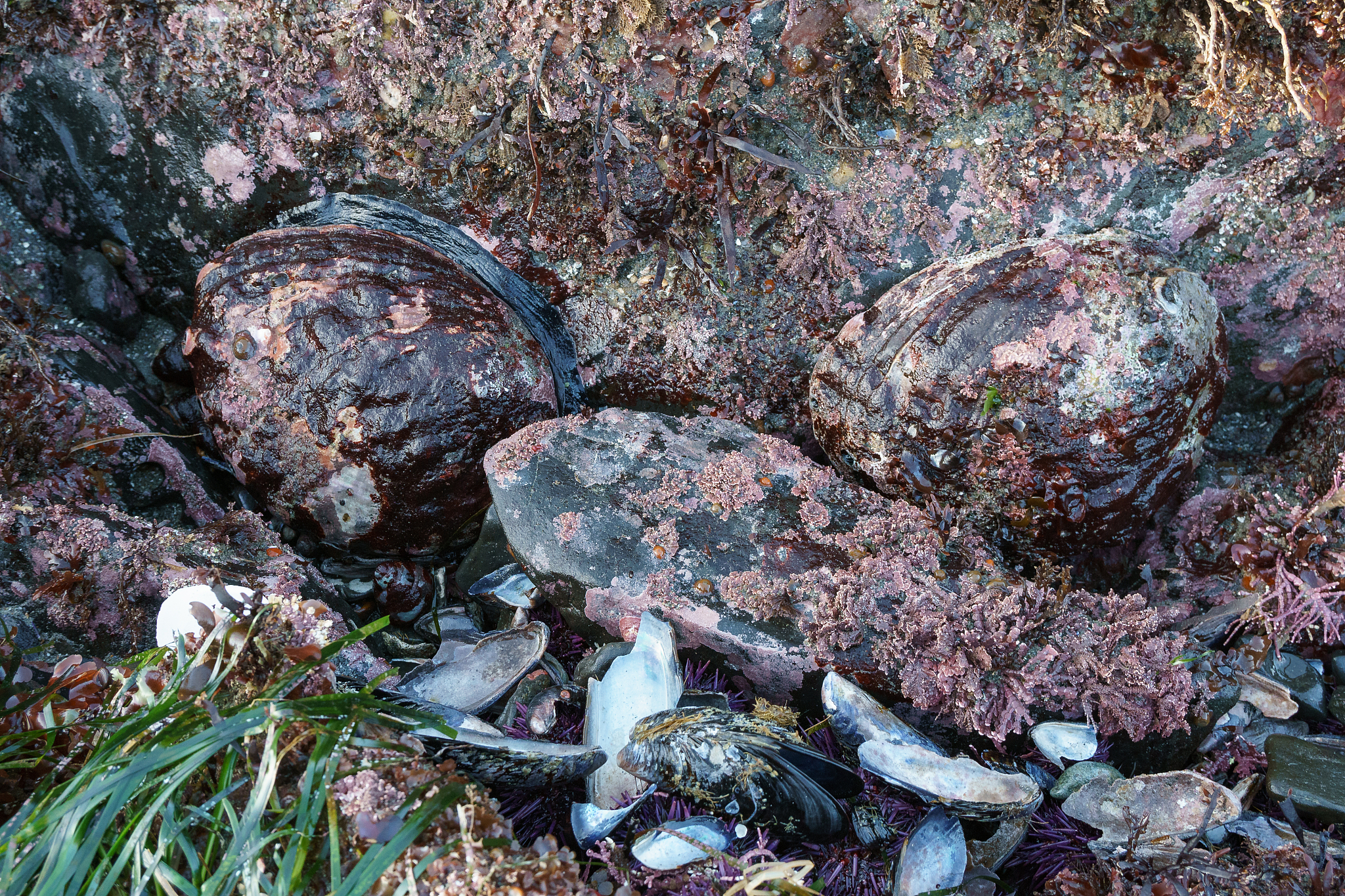 赤潮：海洋污染的警钟，治理污染是关键