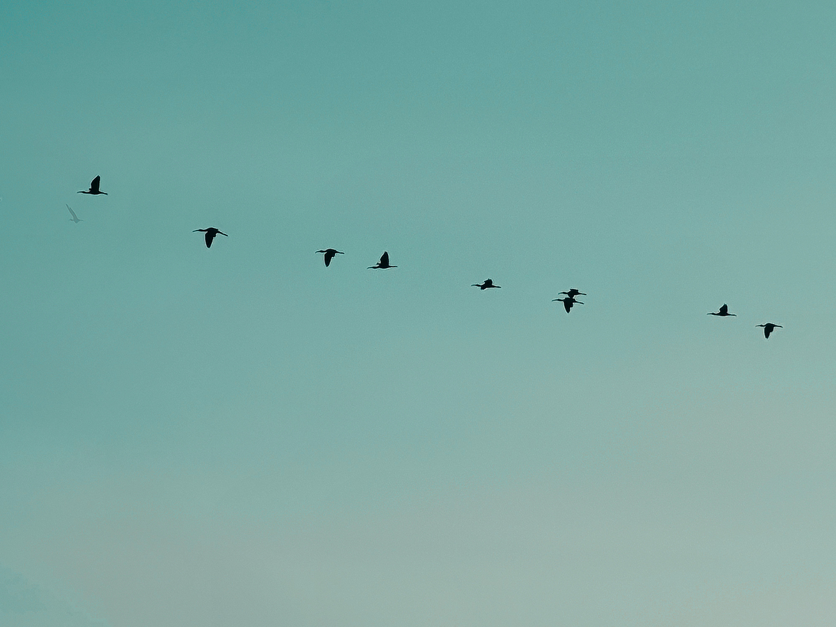 形容迁徙的绝句 - 诗歌赏析