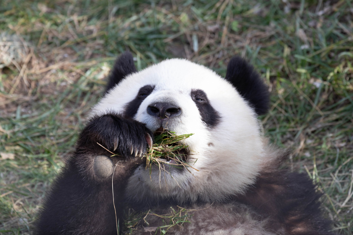 野生大熊猫数量