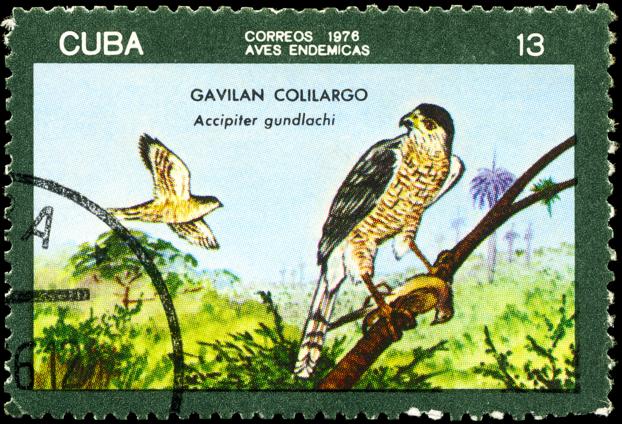 Collective Bird Behavior: How Birds Make Group Decisions