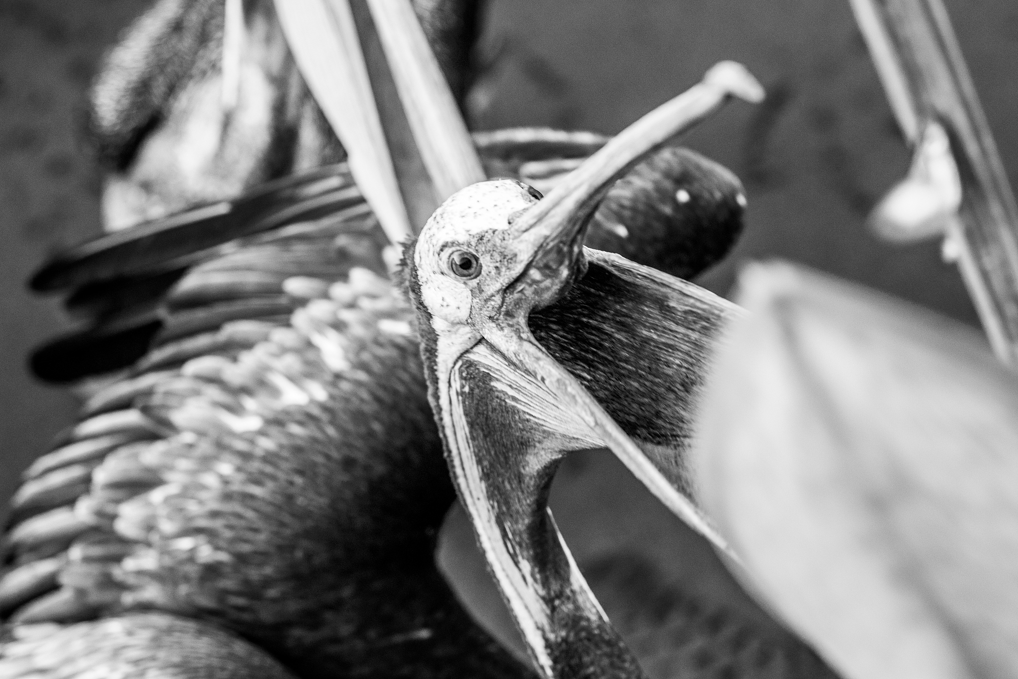 pelican feeding frenzy