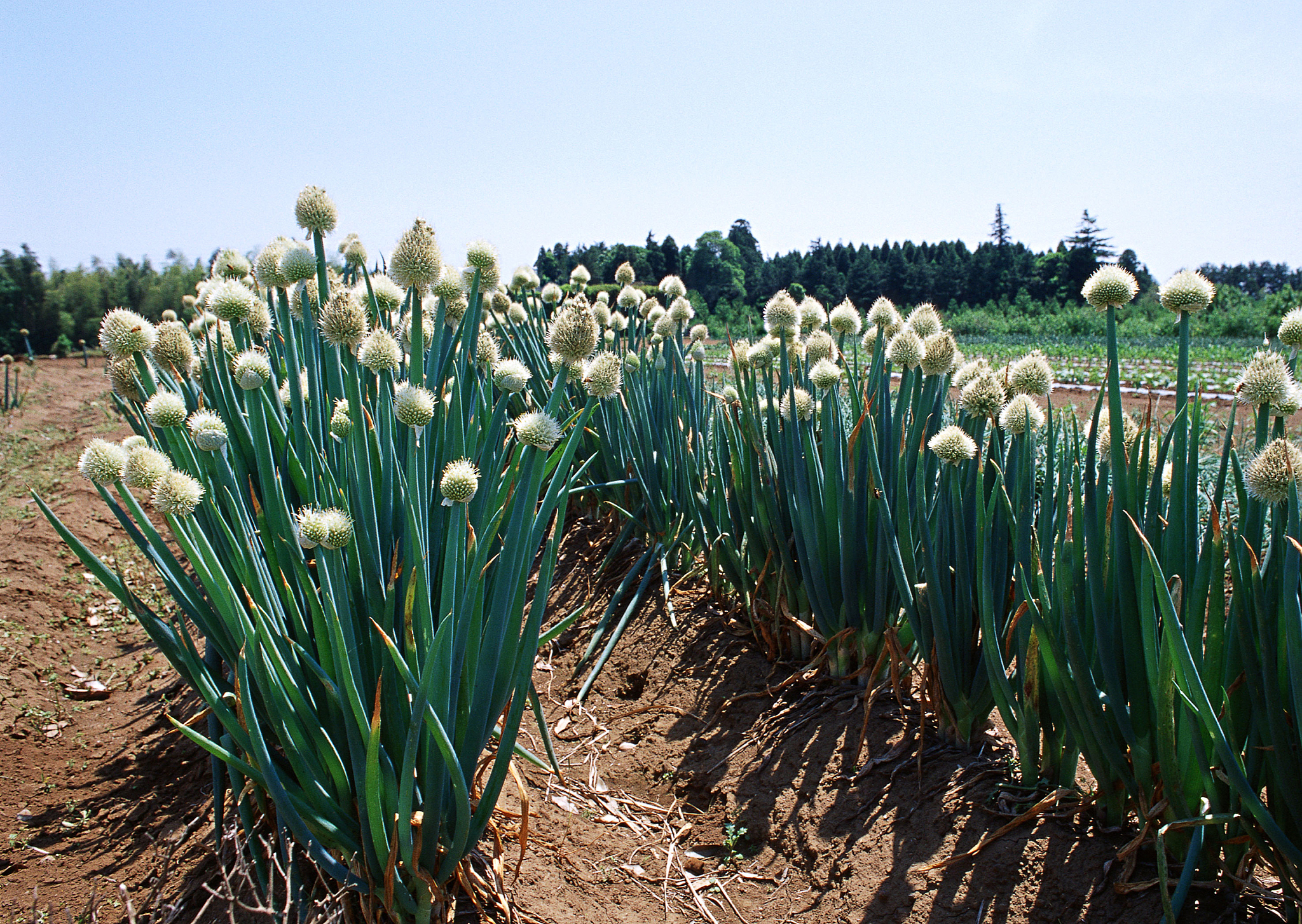 leek field