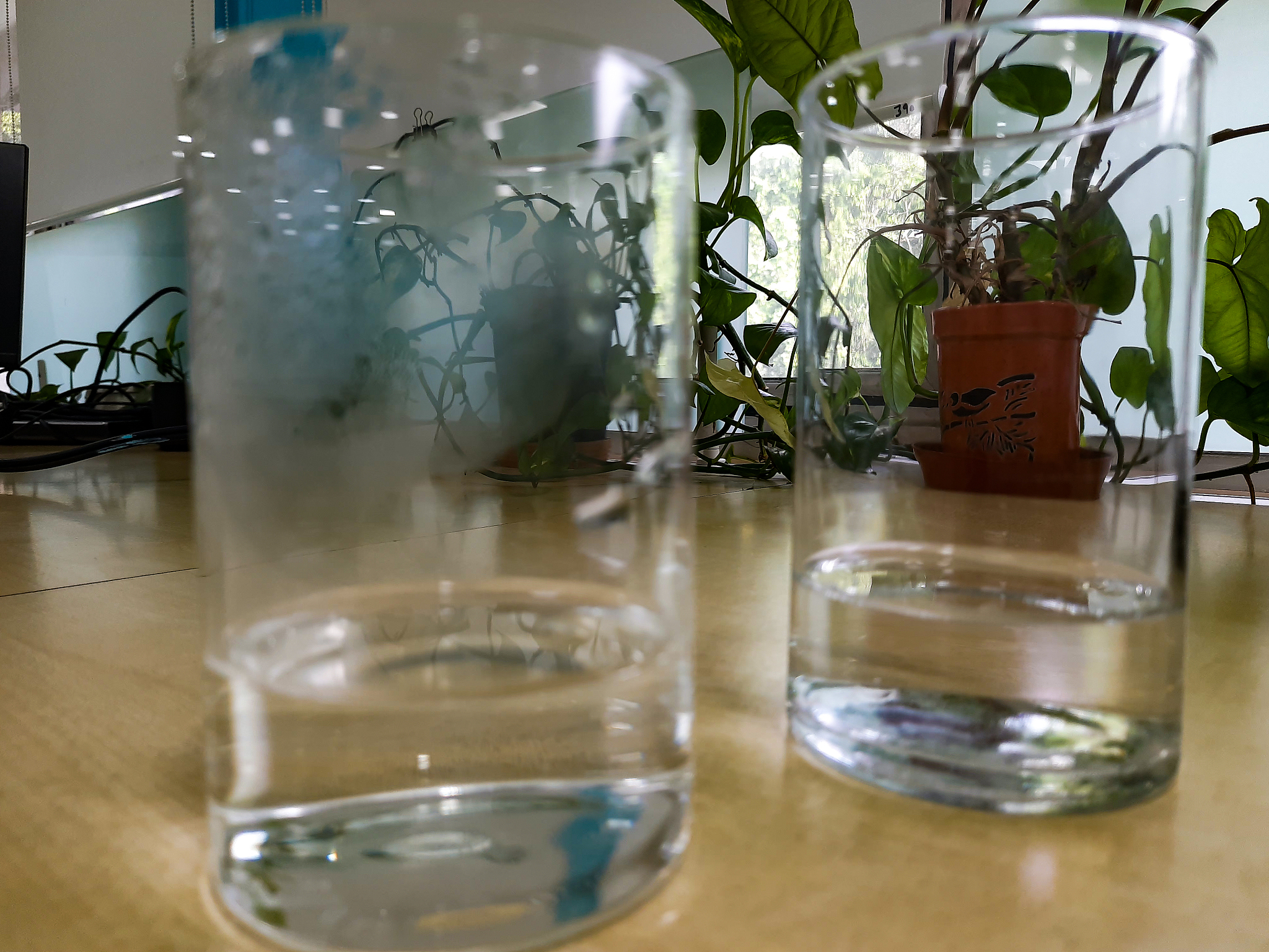 水培植物与水中溶解氧变化的关系