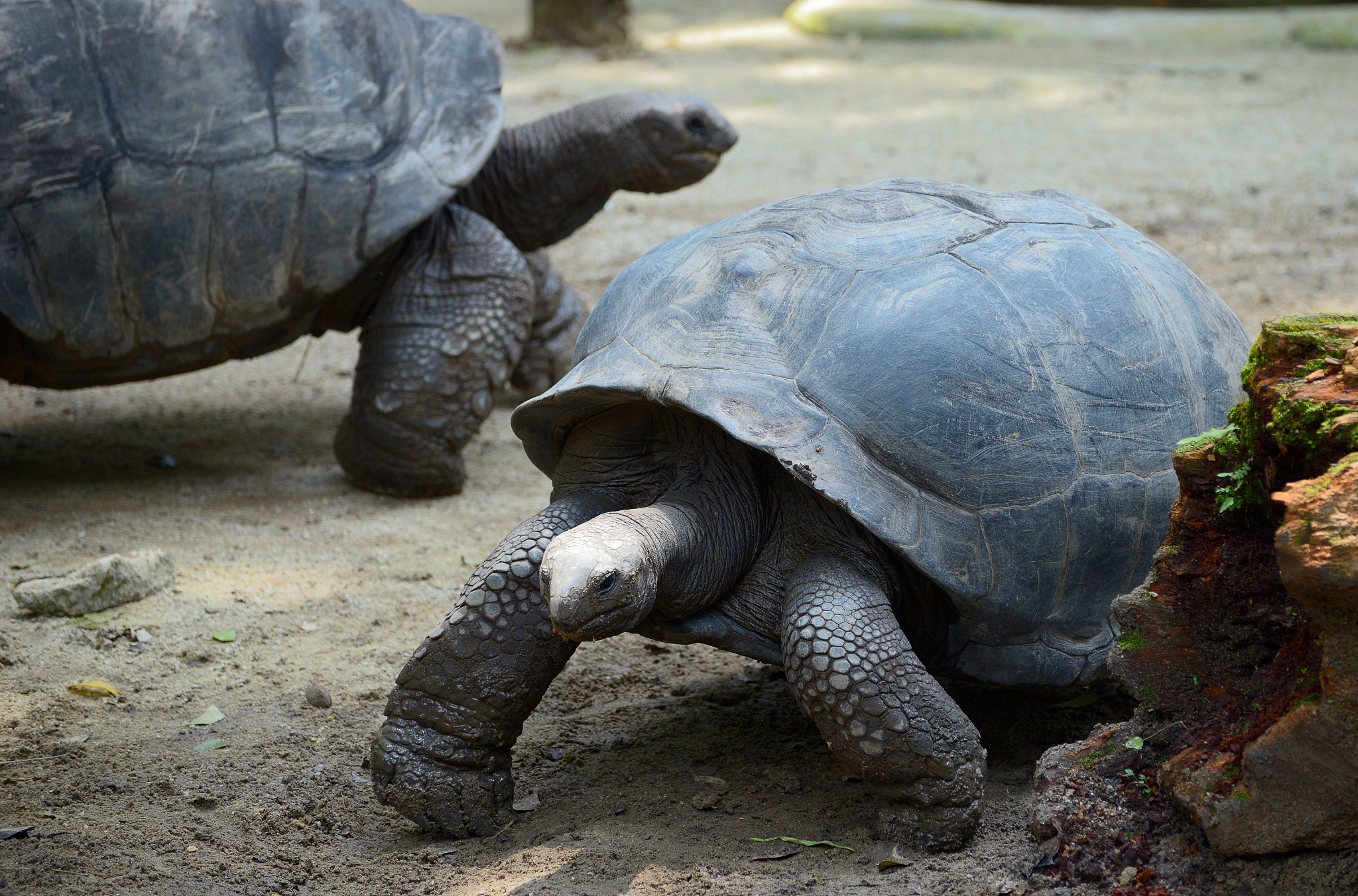 gal??pagos tortoise