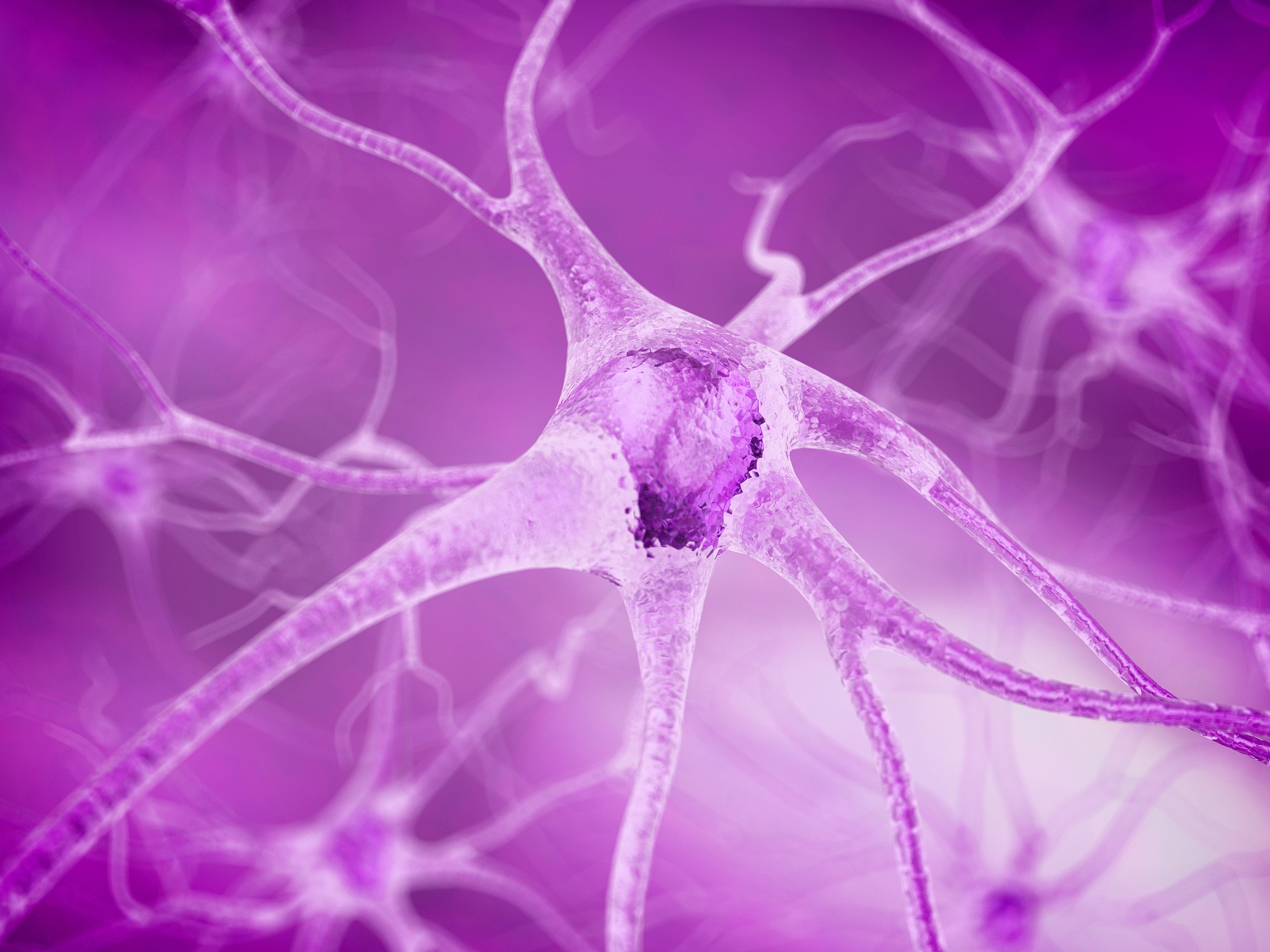 神经元结构：突起的扩张、细胞核和突触末梢