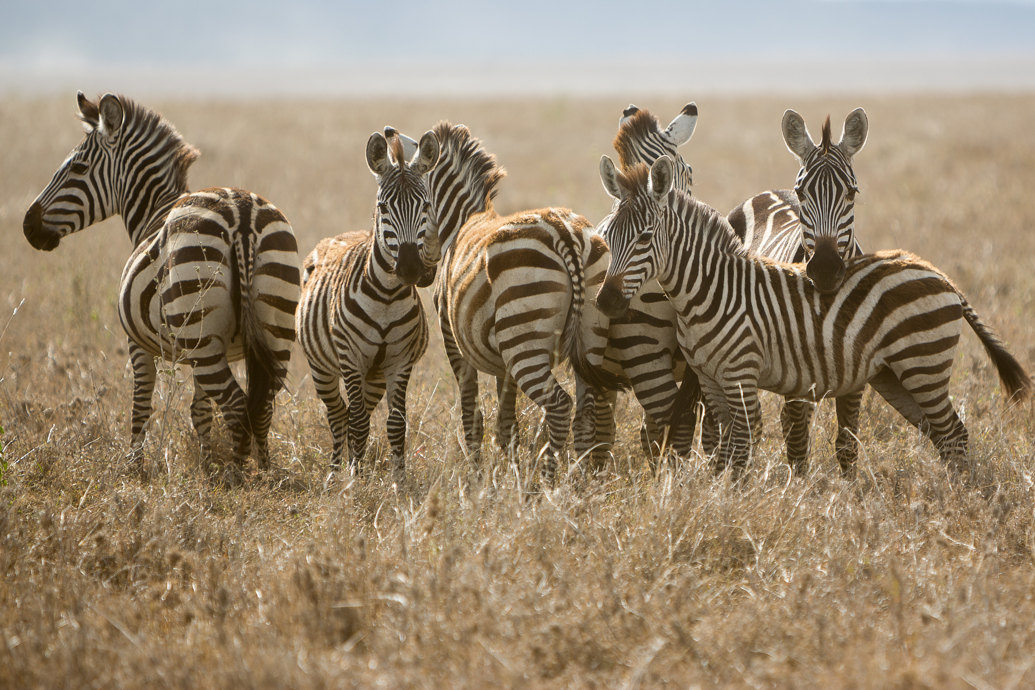 zebra