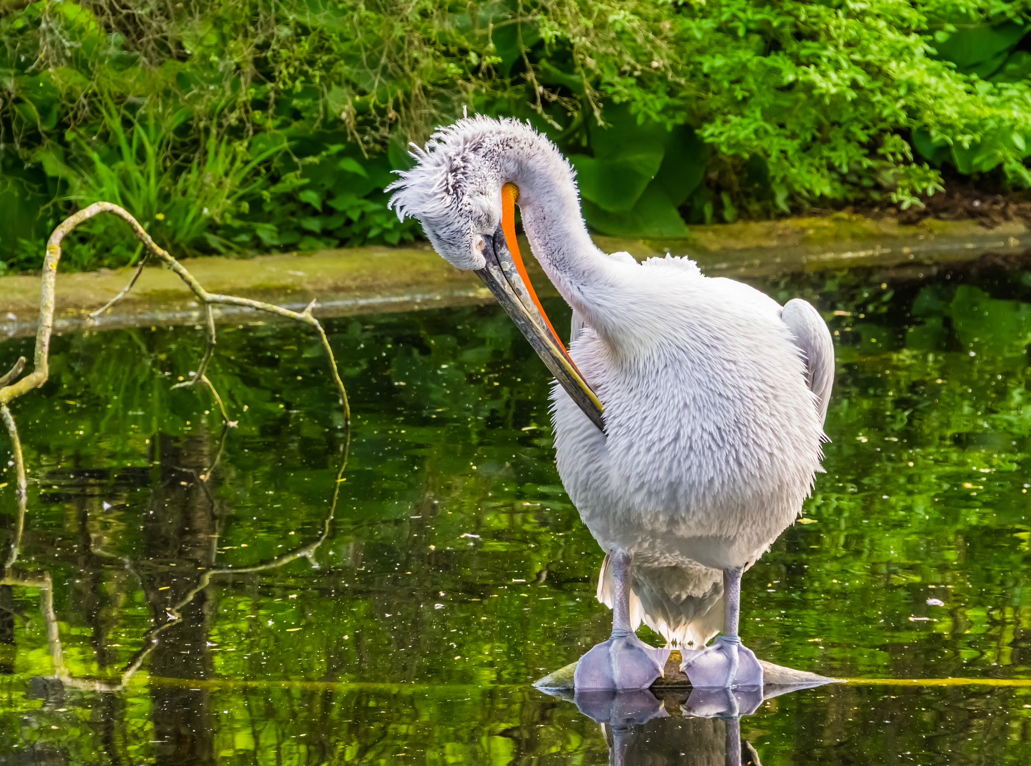 closeup of a dalmatian pelican preening its feathers in the wate