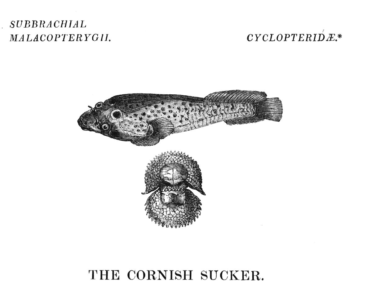 鱼类和贝类免疫学研究期刊：FISH & SHELLFISH IMMUNOLOGY