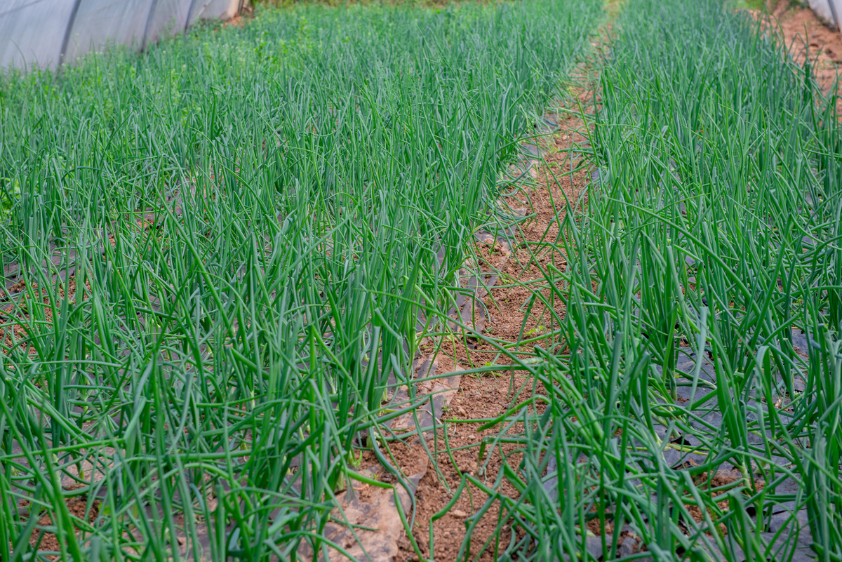 韭菜育苗韭菜是一种常见的蔬菜可以在春秋两季进行育苗。以下是韭菜育苗的步骤：1 选择优质韭菜种子。可以选择一些品种比较好、成活率高的韭菜种子。2 准备土壤。在选用的容器中放入肥沃松软的土壤并用水充分浇透。3 播种。将种子均匀地撒在土壤表面再用手掌轻轻按压使种子和土壤紧密接触。4 浇水。用喷壶或水龙头淋水保持土壤湿润但不要过于湿润。5 管理和养护。韭菜需要充分的阳光和适宜的温度一般室温20℃左右为宜。