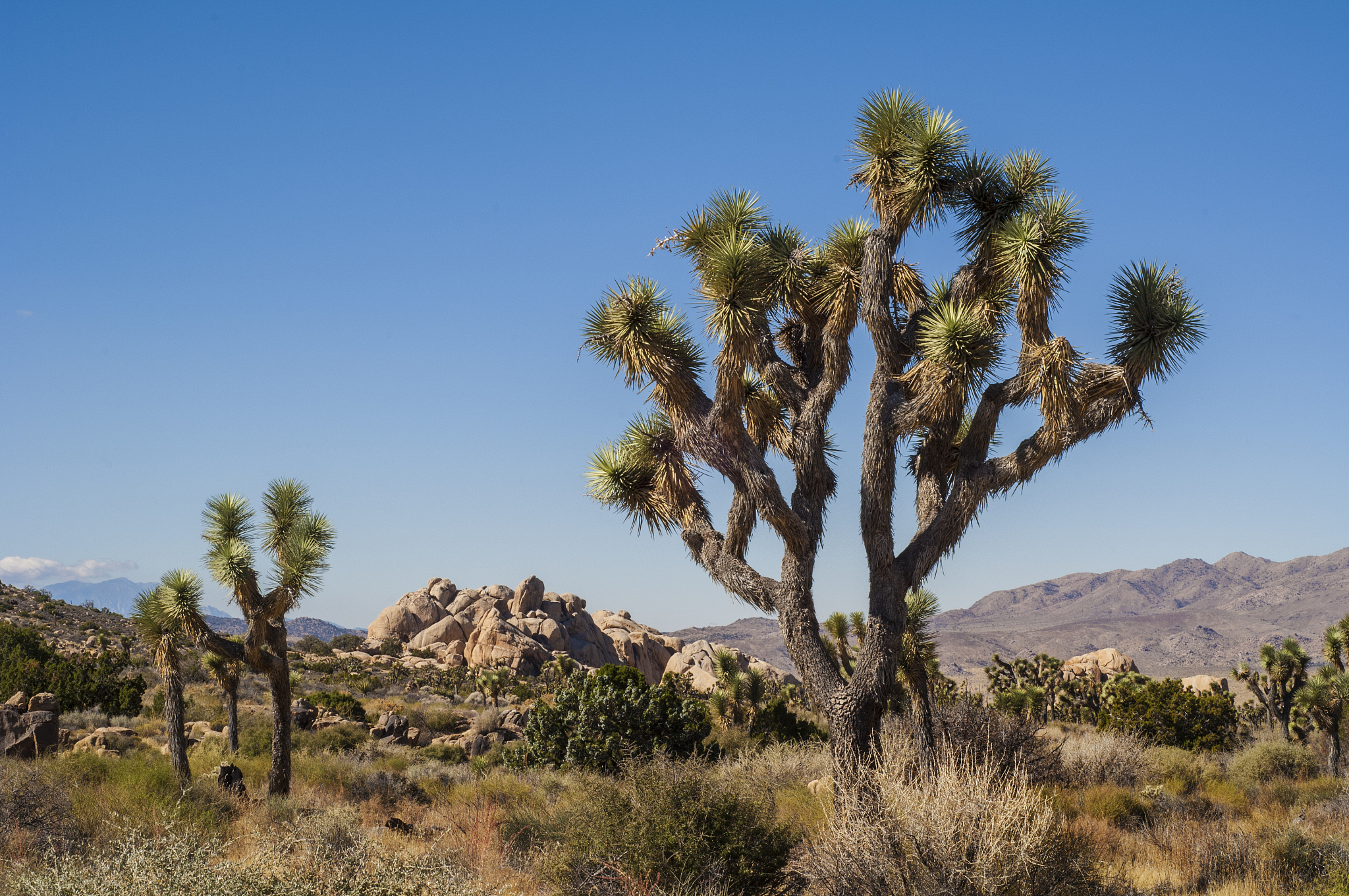 joshua tree national park