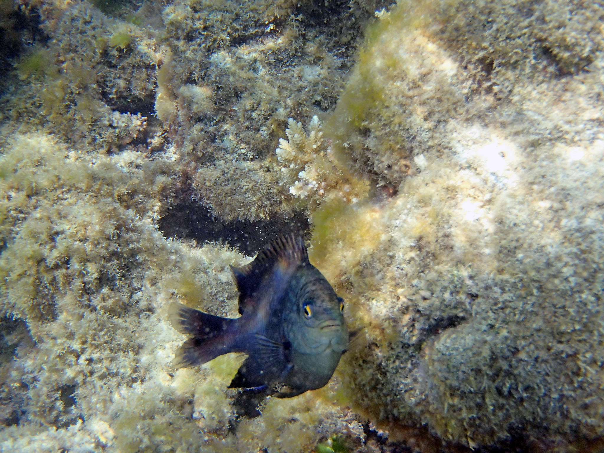 snorkeling in the red sea