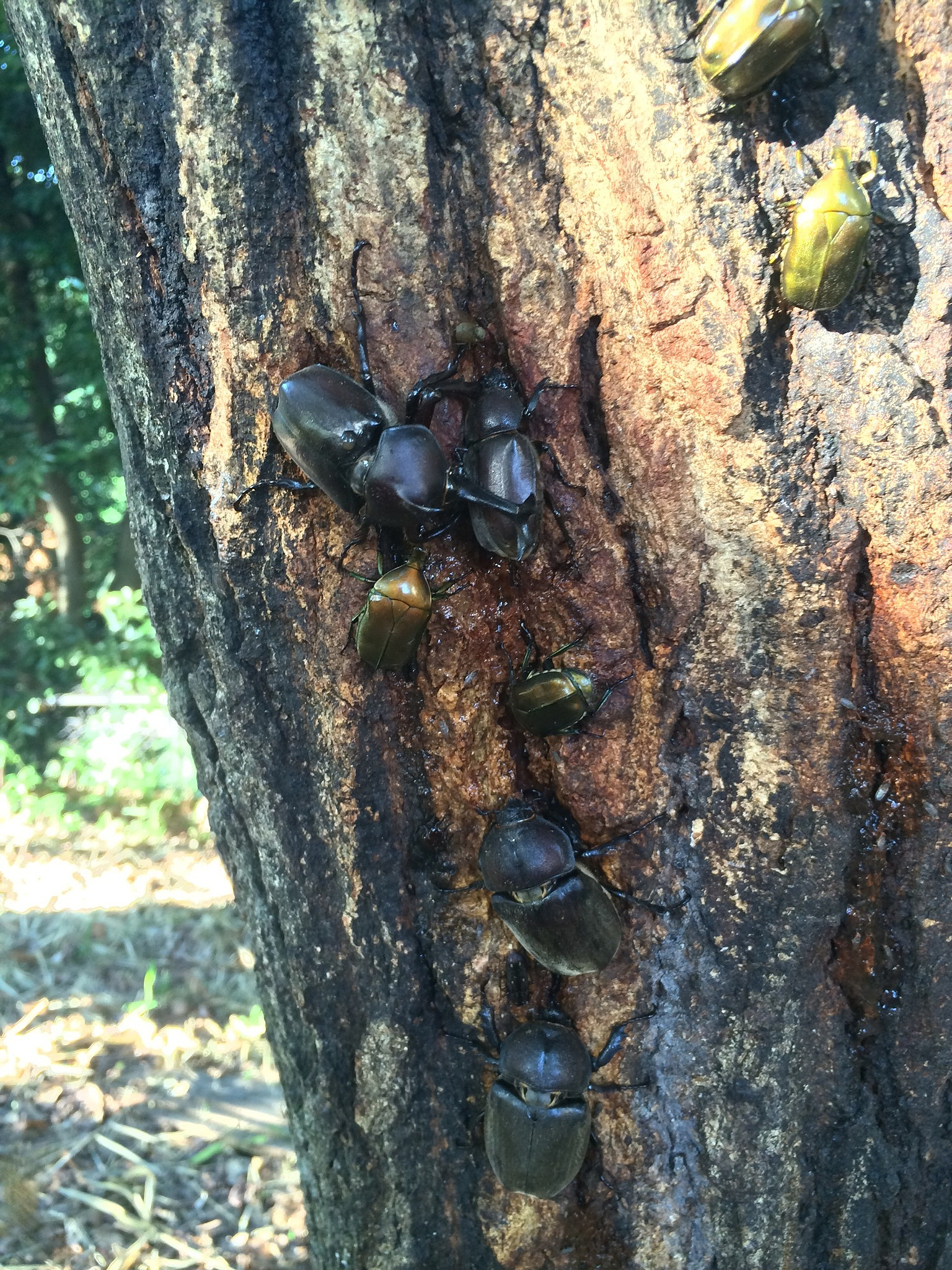 独角仙的尿为什么那么臭