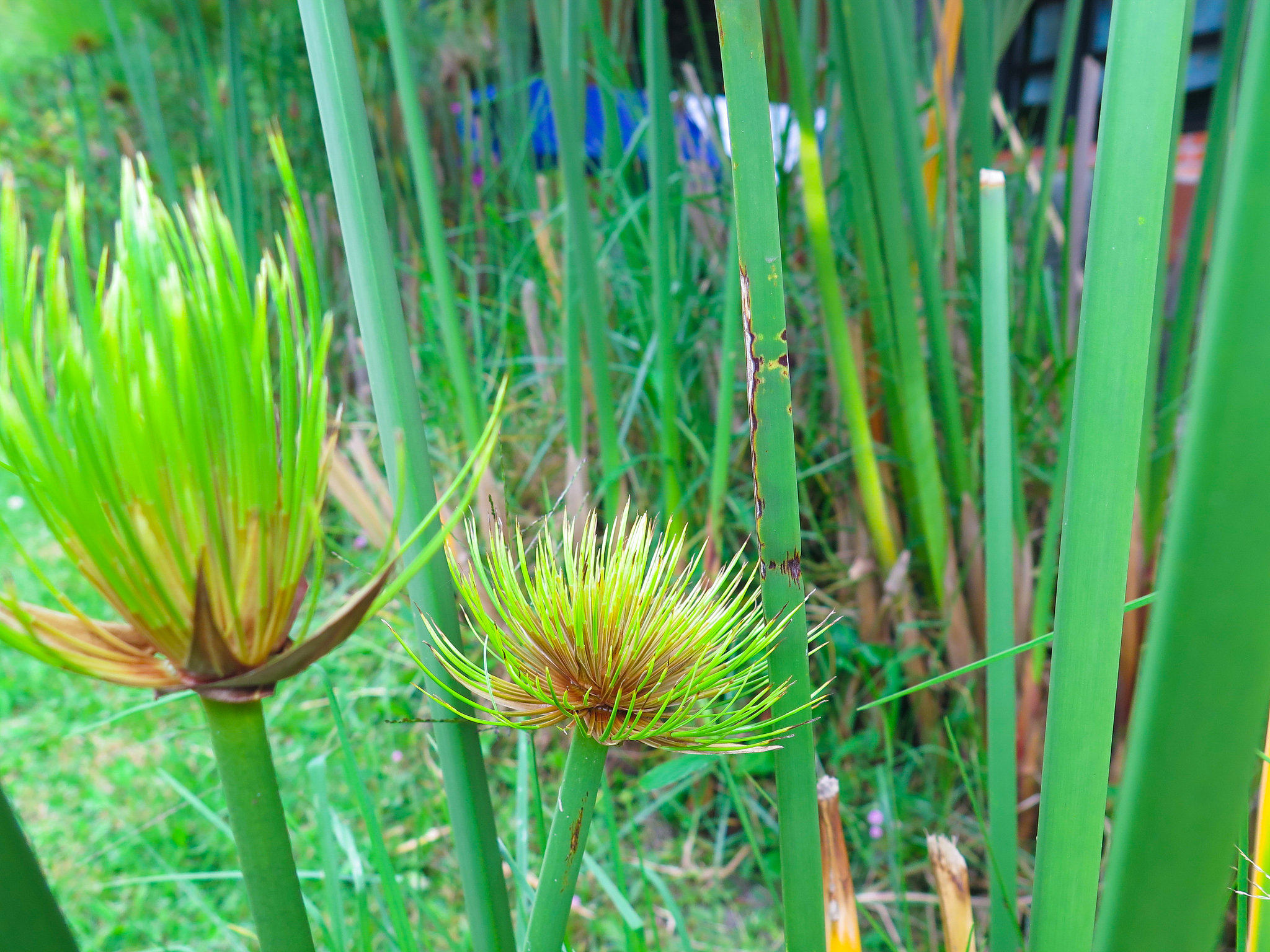 green papyrus plant