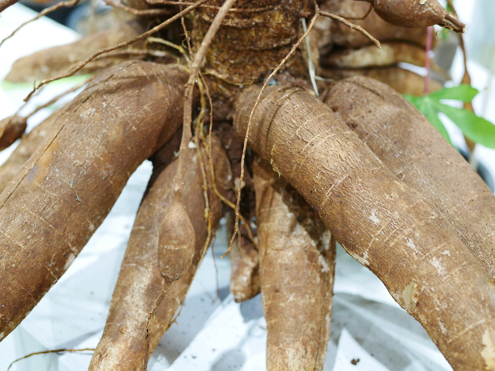 manioc