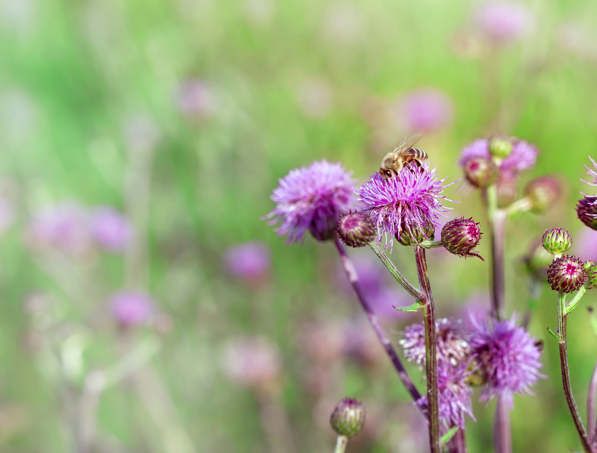 honeybee (bee) on a thistle (burdock)