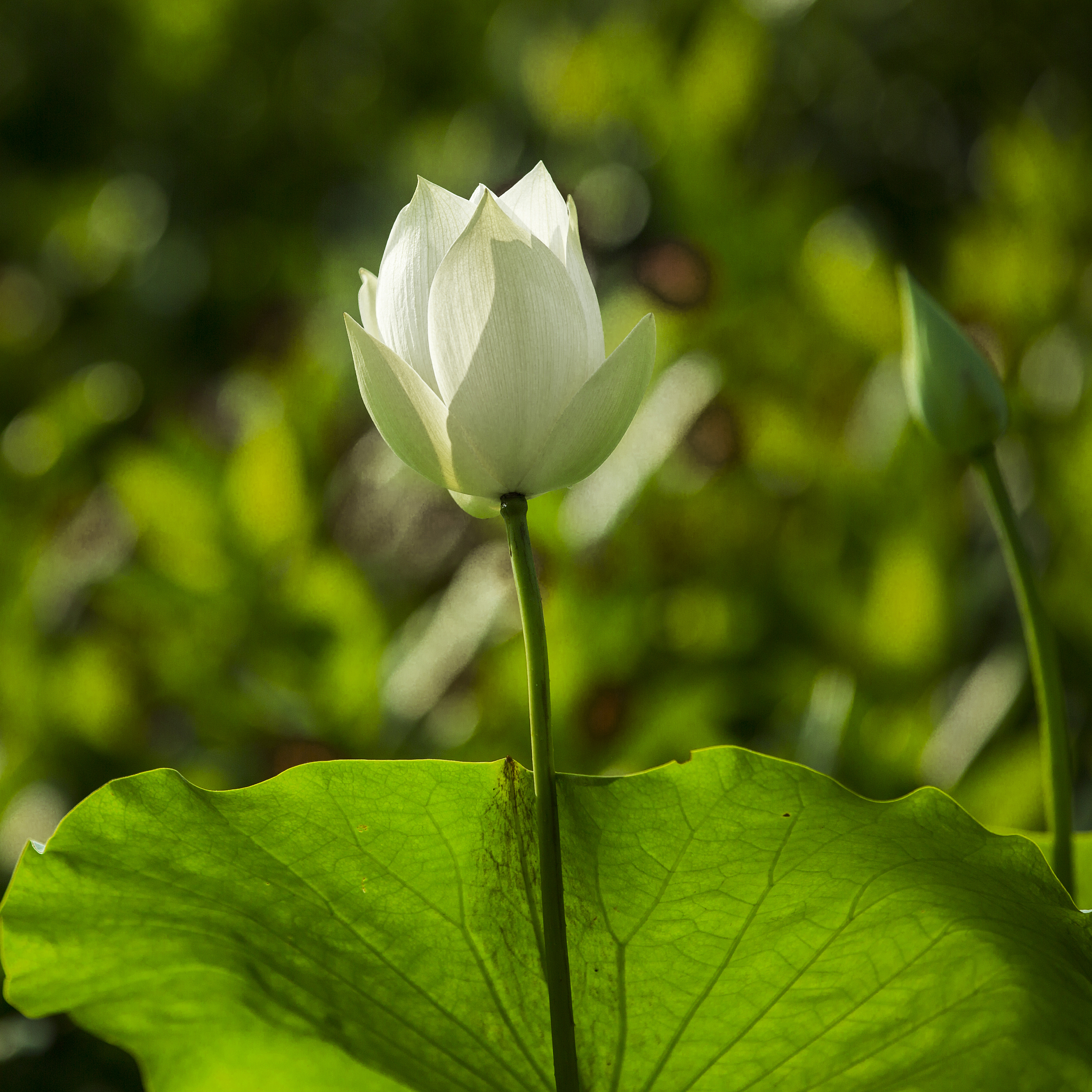 佛主拿起花走一圈是什么意思