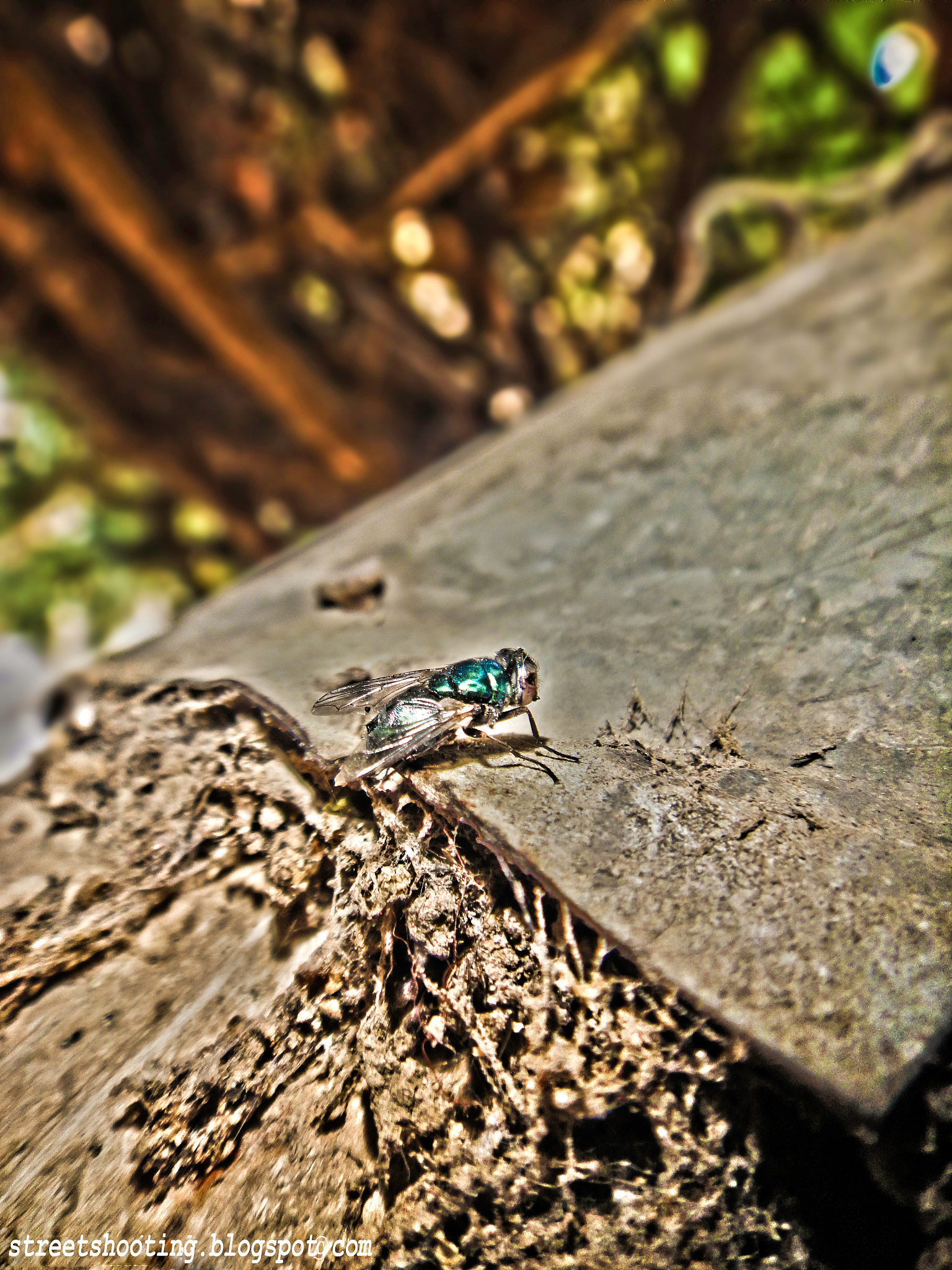 小螳螂的成长故事：找到适合自己的位置才是最好的选择