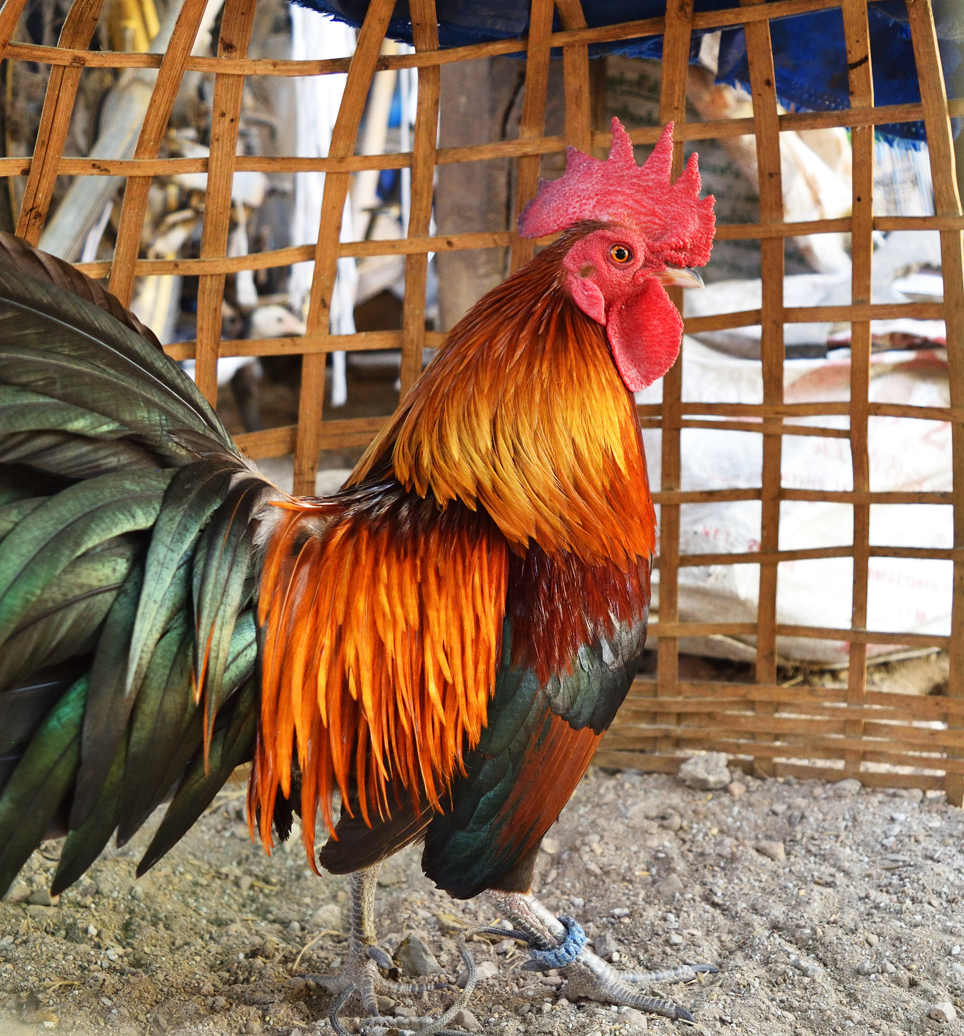 bantam chicken at farm