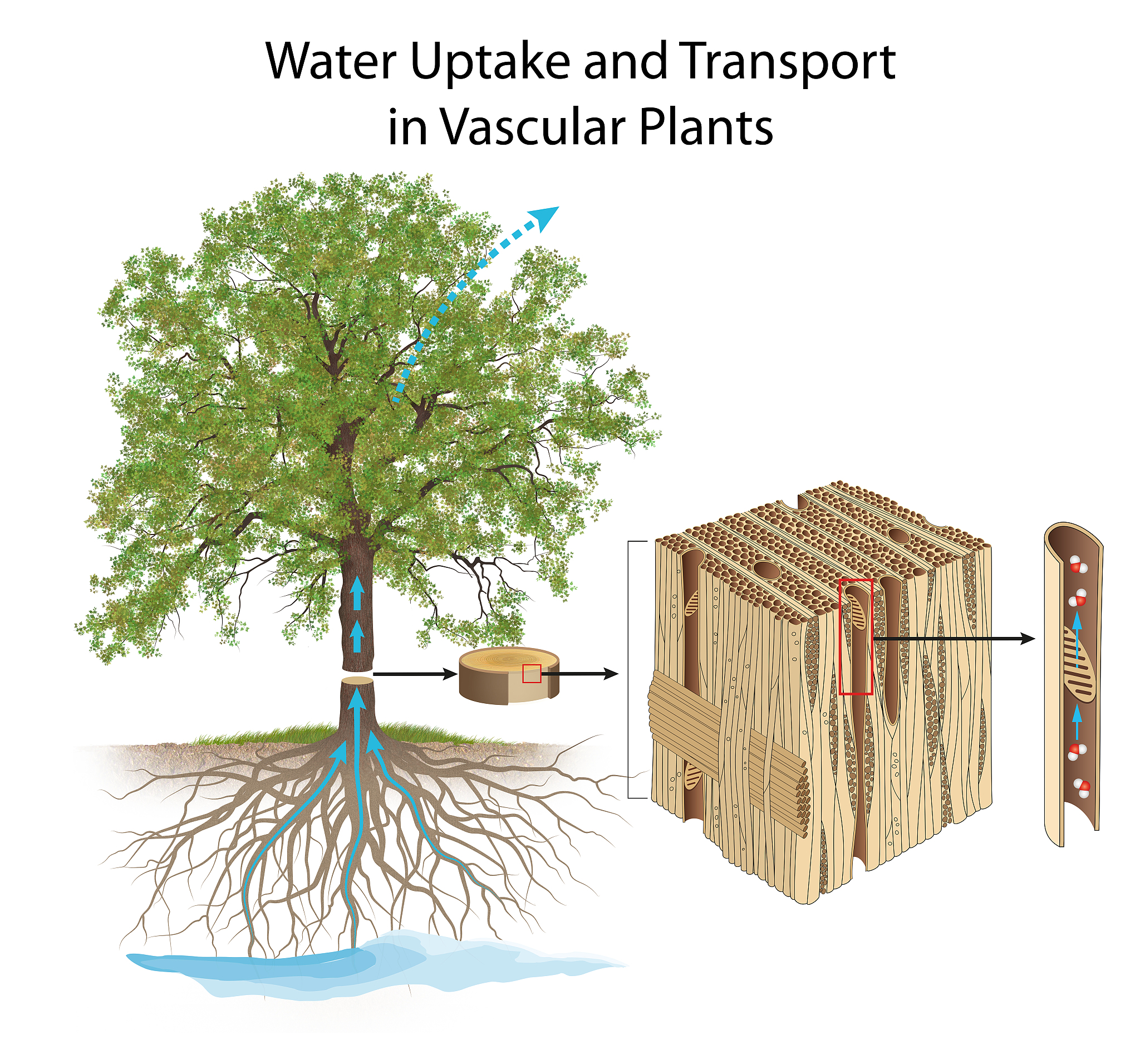 Optimizing Plant Architecture for High Yields in Dense Planting