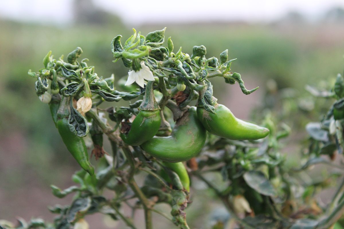 曲靖农业职业学校2019年五年制大专报名攻略