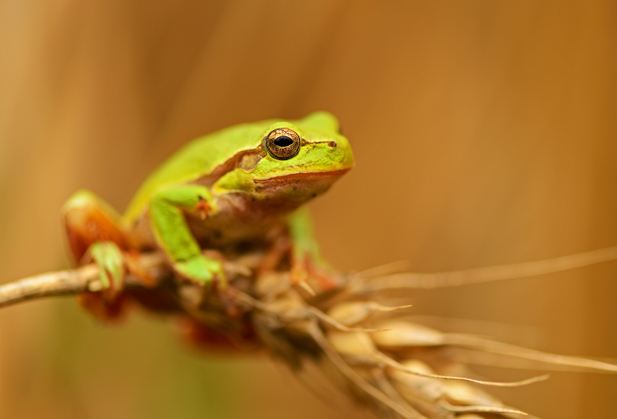 一只青蛙掉进了10米深的井里白天向上爬3米夜晚会向下滑2米请问它几天能爬出去