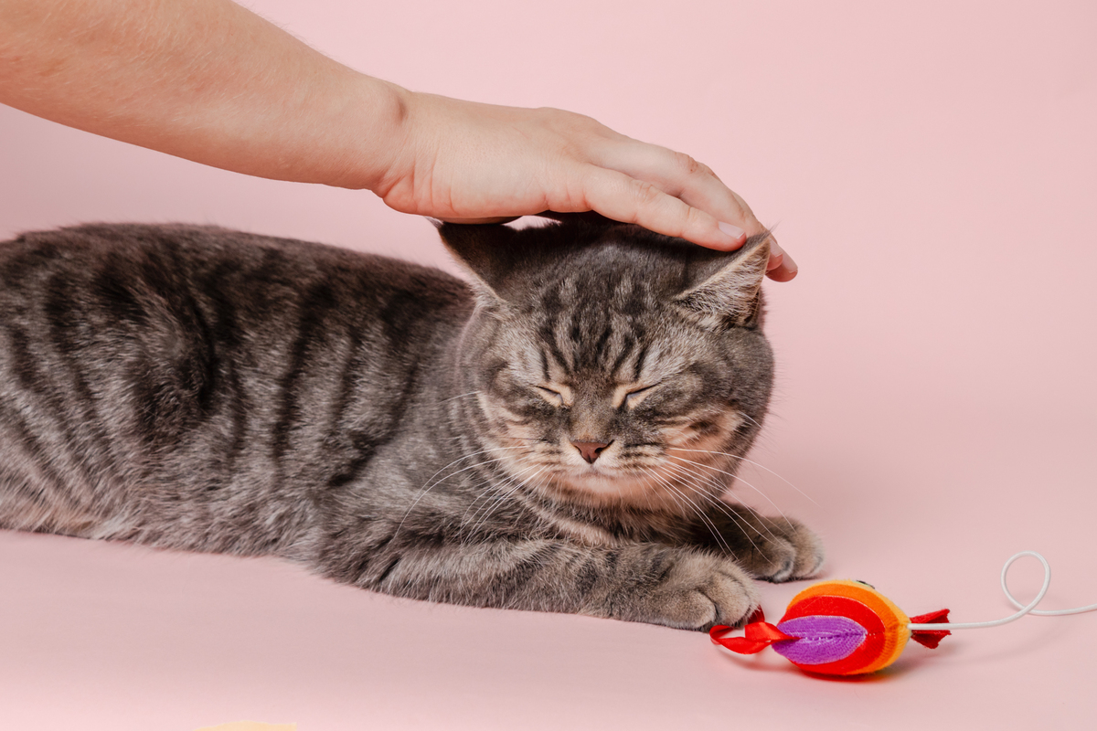 🐈‍⬛宅家猫咪太无聊？4招打造室内游乐园，主子开心到飞起！