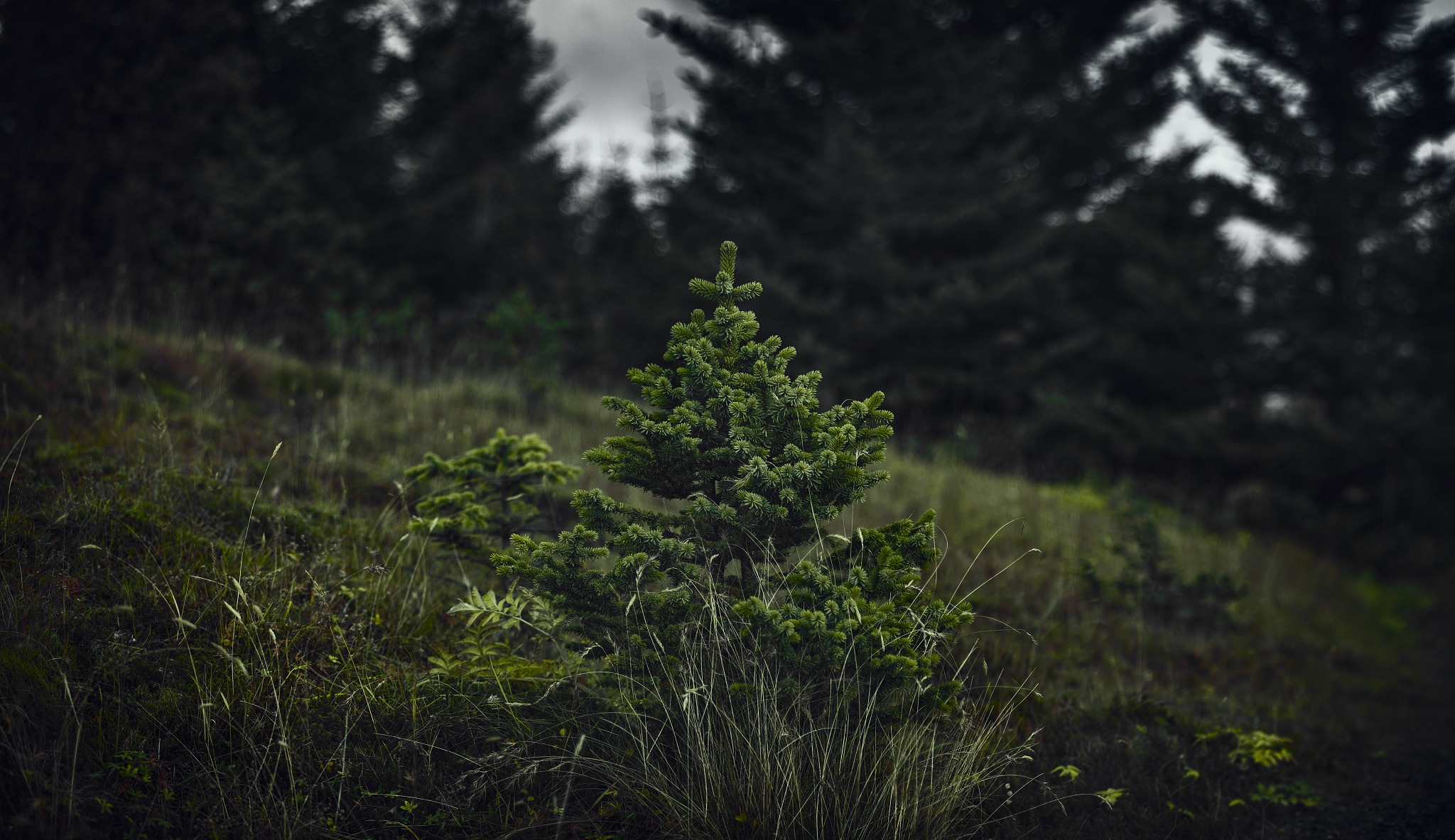 怎么写我在树上走丢