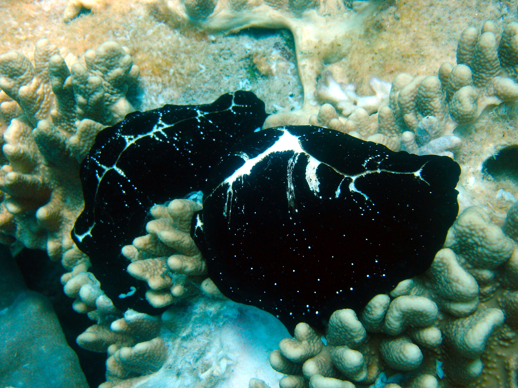 live egg cowrie shellfish on coral reef