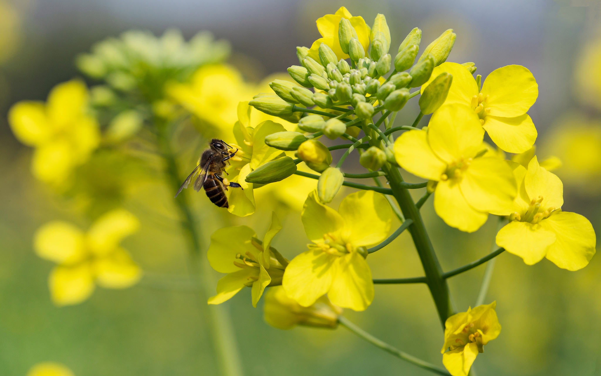 油菜花粉有什么作用