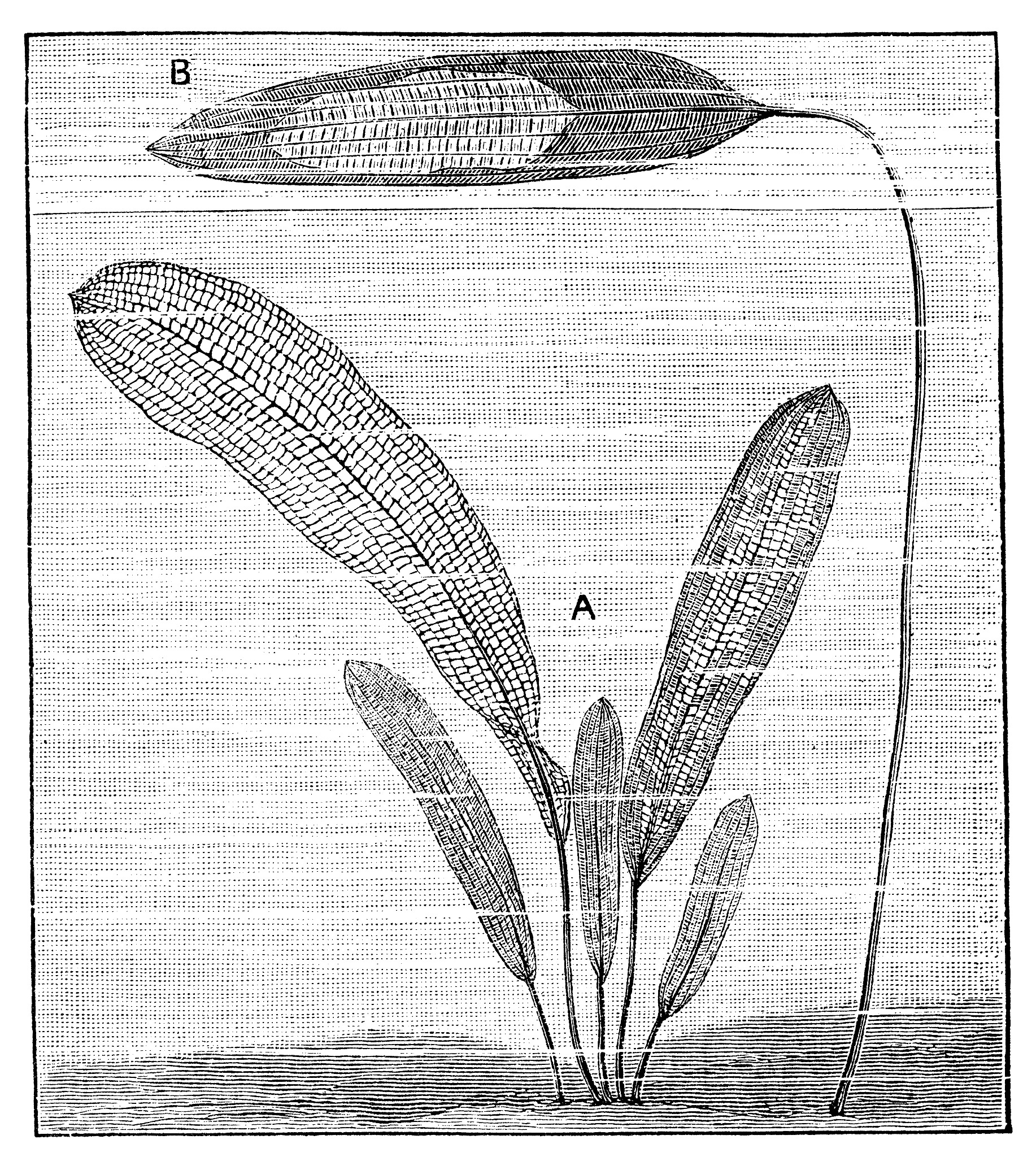 稻纵卷叶蜈幼虫空间分布型拟合分析：泊松分布与负二项分布比较