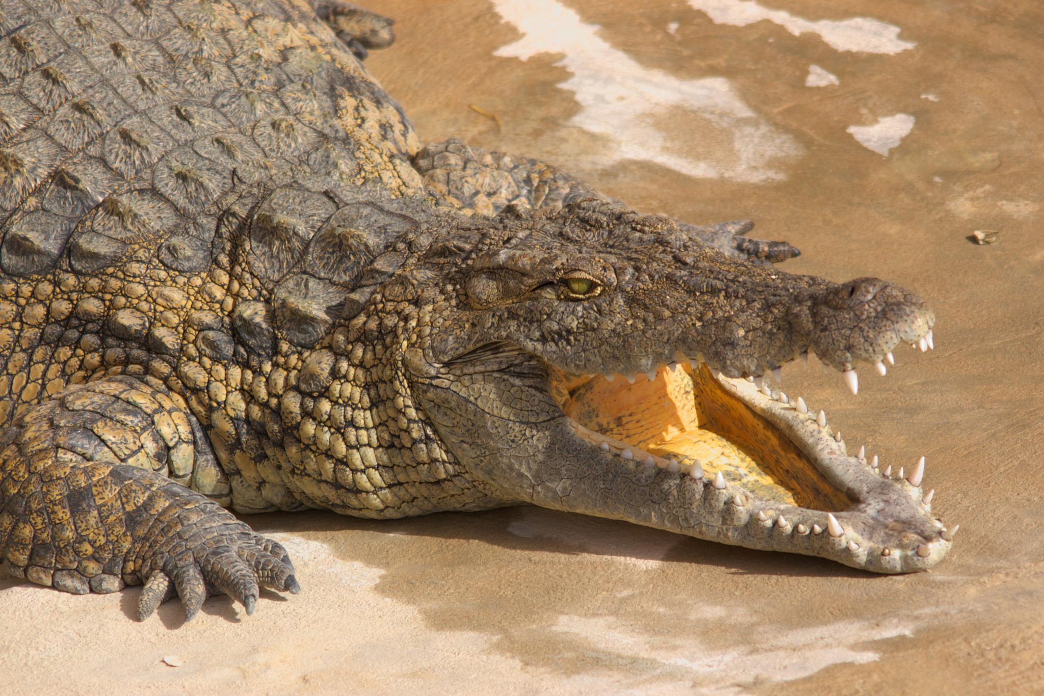 head of alligator