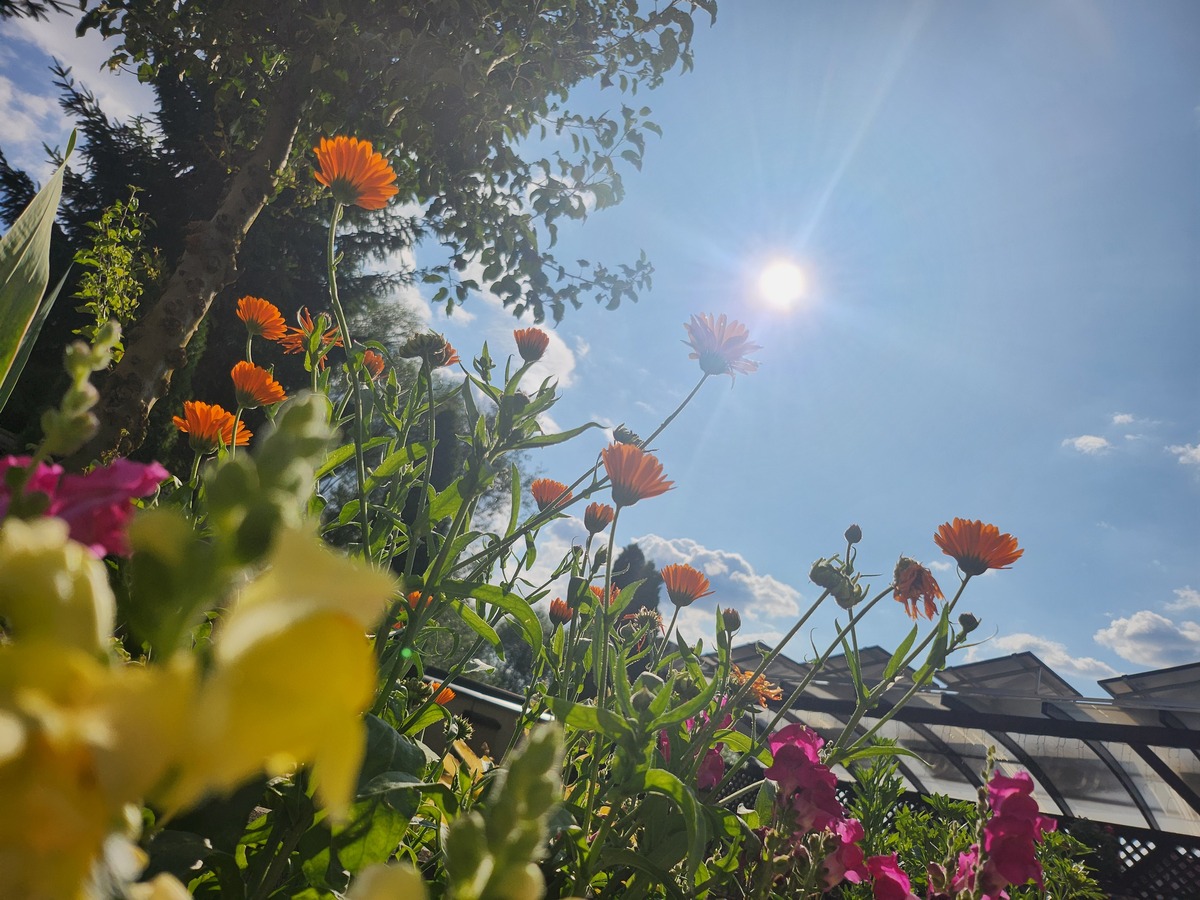 花开灿烂，温暖呵护