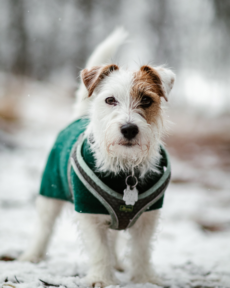 为什么狗会追尾巴？ - 幽默笑话