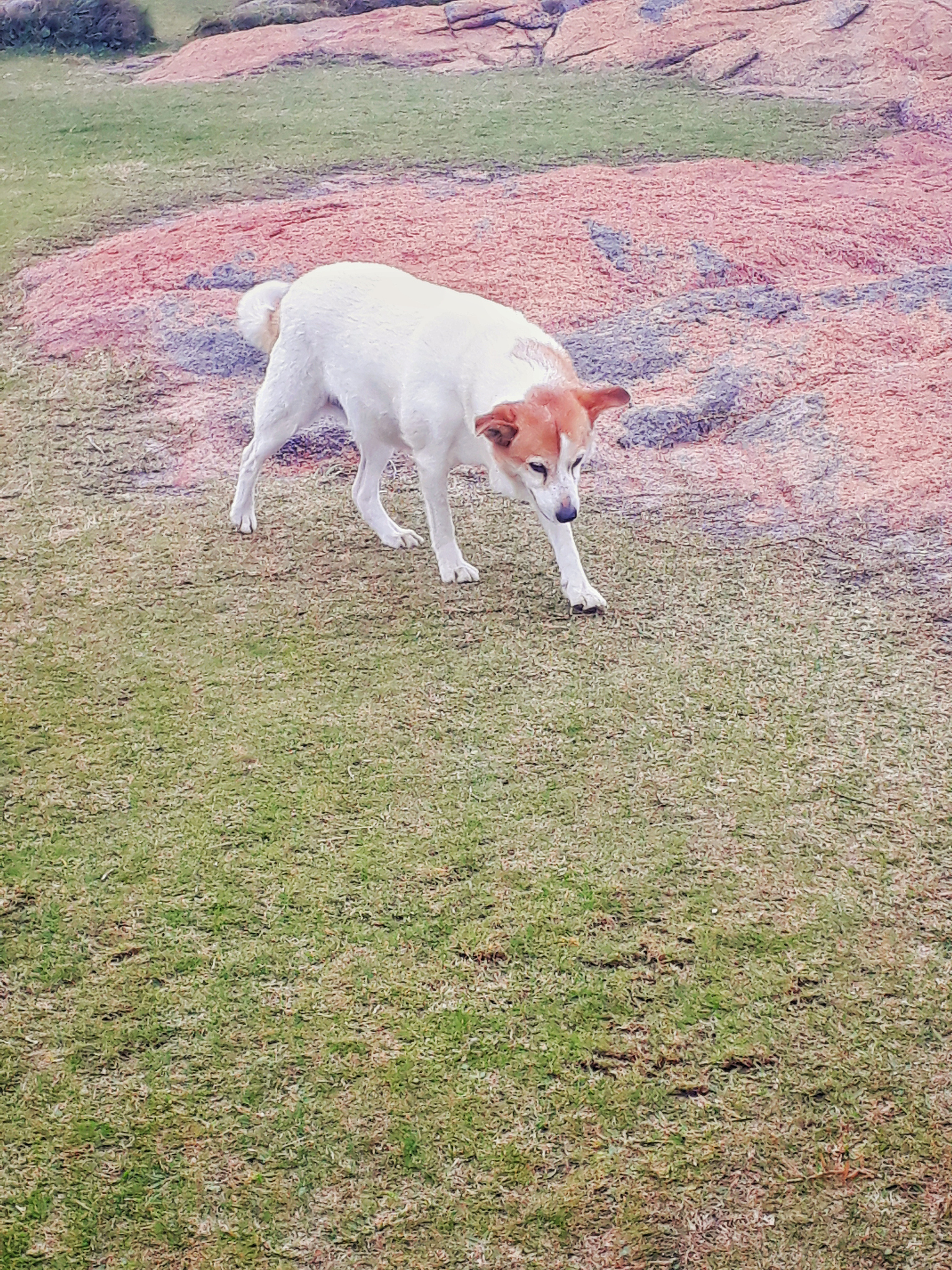 贵州农业职业学院宠物临床诊疗技术专业就业前景分析