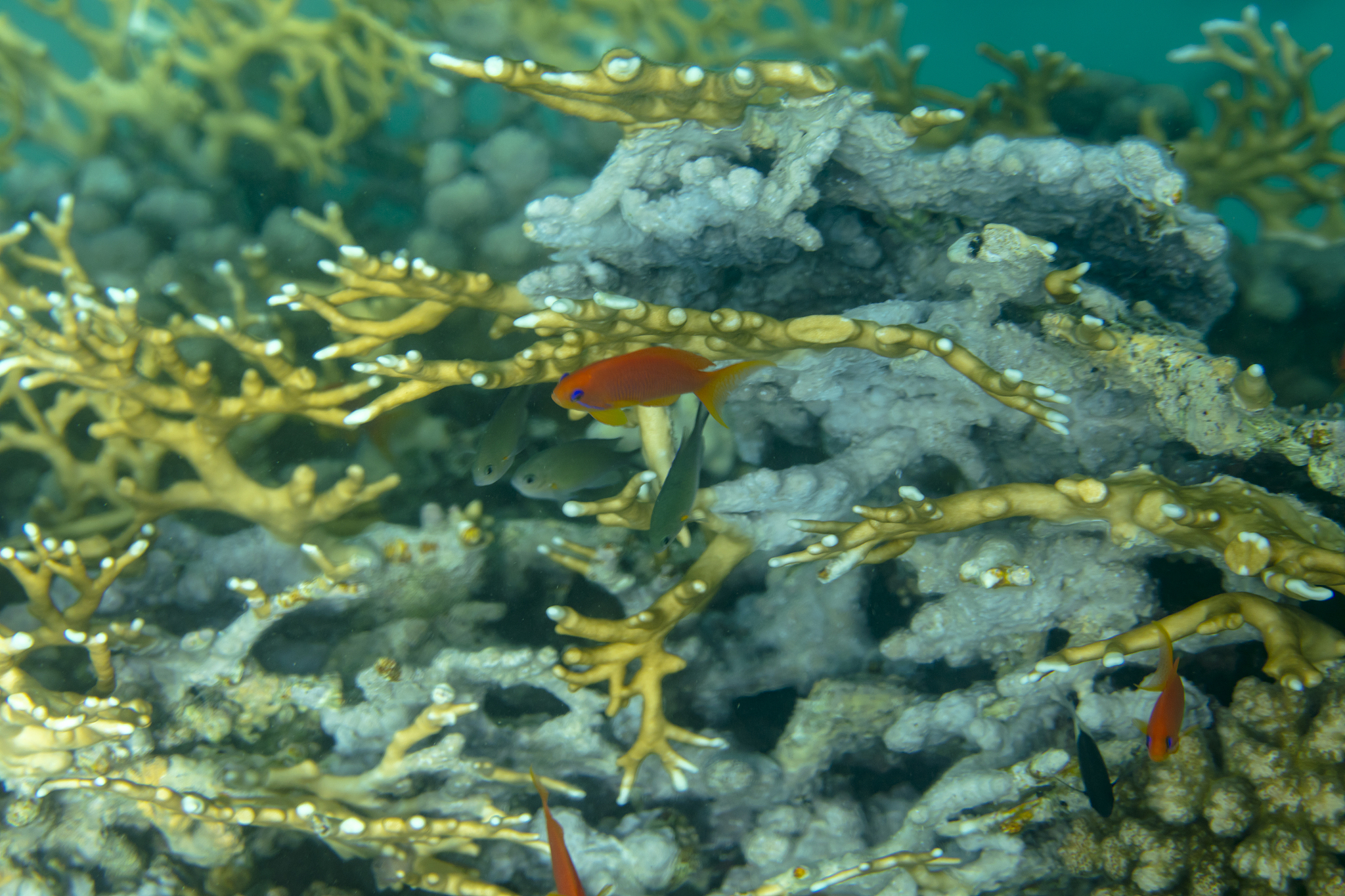 sea fish near coral, underwater