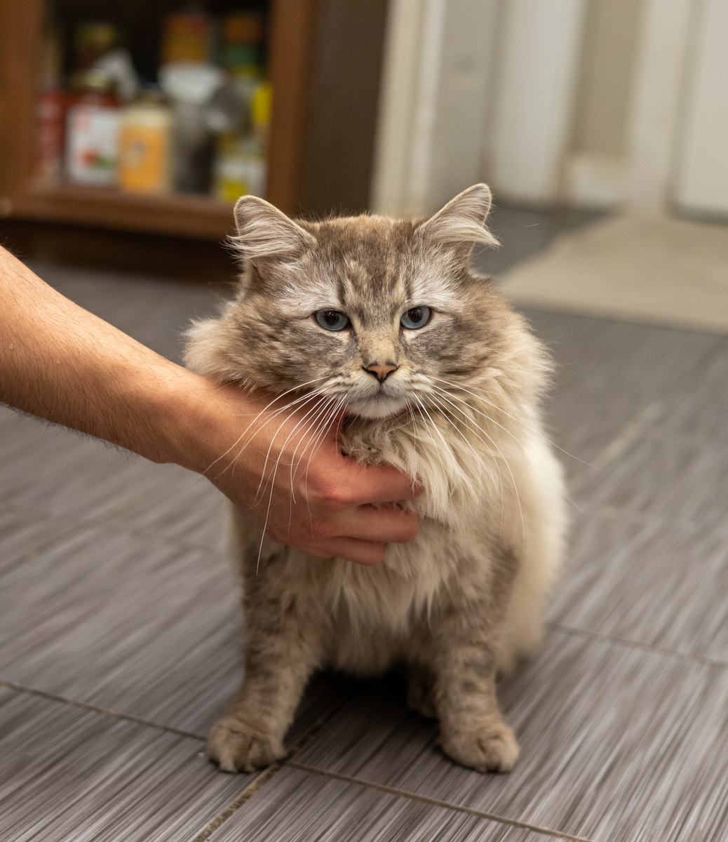 猫咪为什么喜欢在卫生间里大小便？原因竟然是……