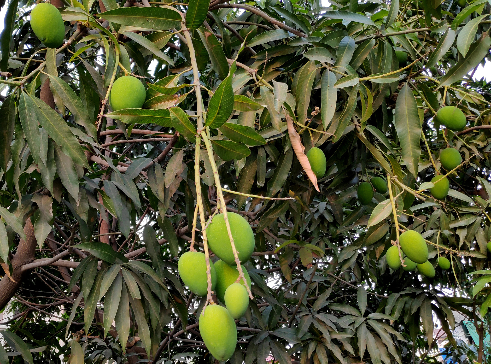 芒果树出现小虫子怎么办？有效防治方法