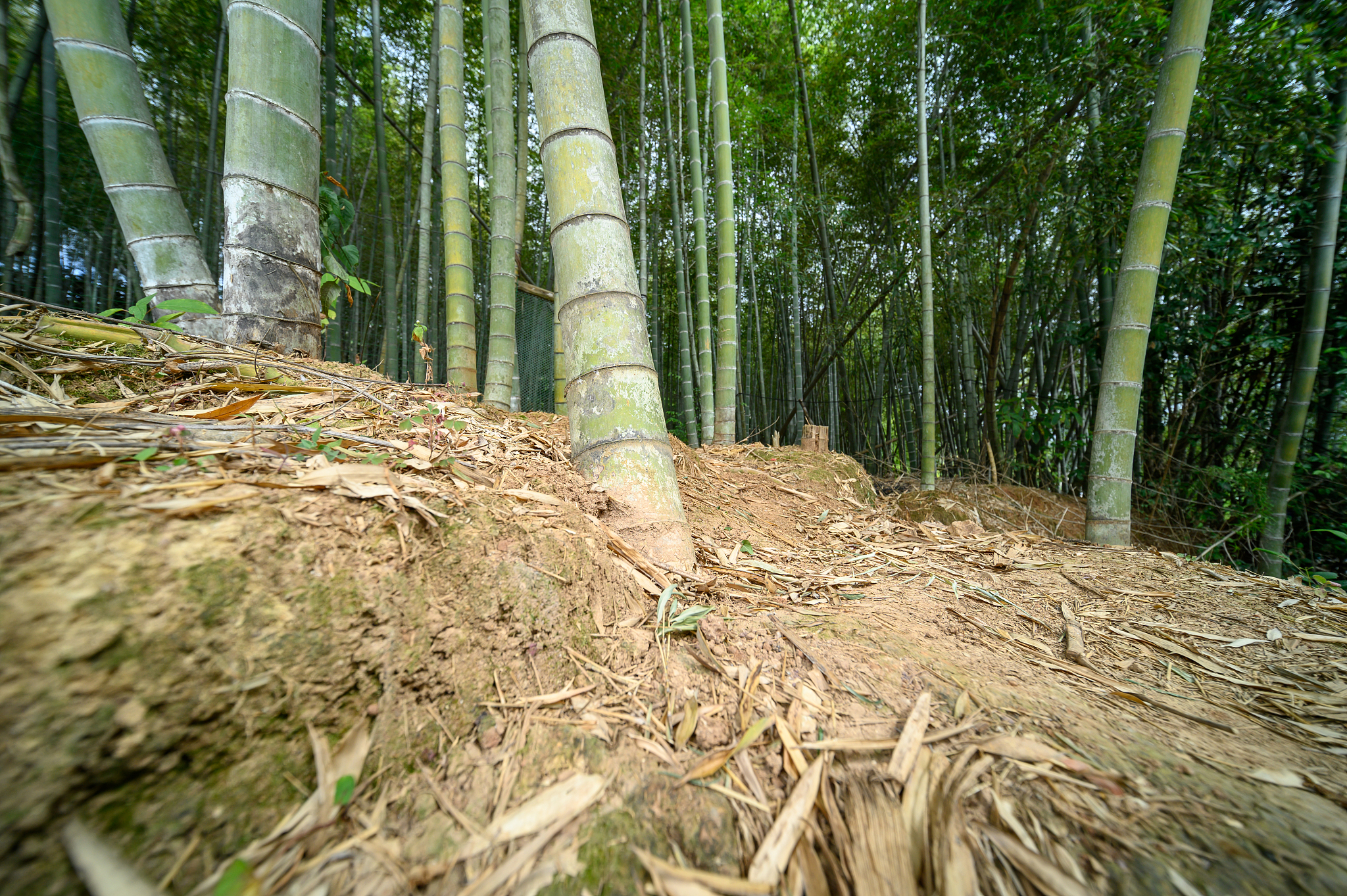 bamboo forest