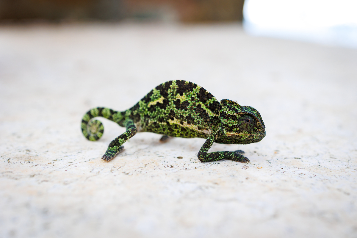 动物界的奇妙现象：飞鱼、变色龙、恐龙鸟、跳蚤、章鱼