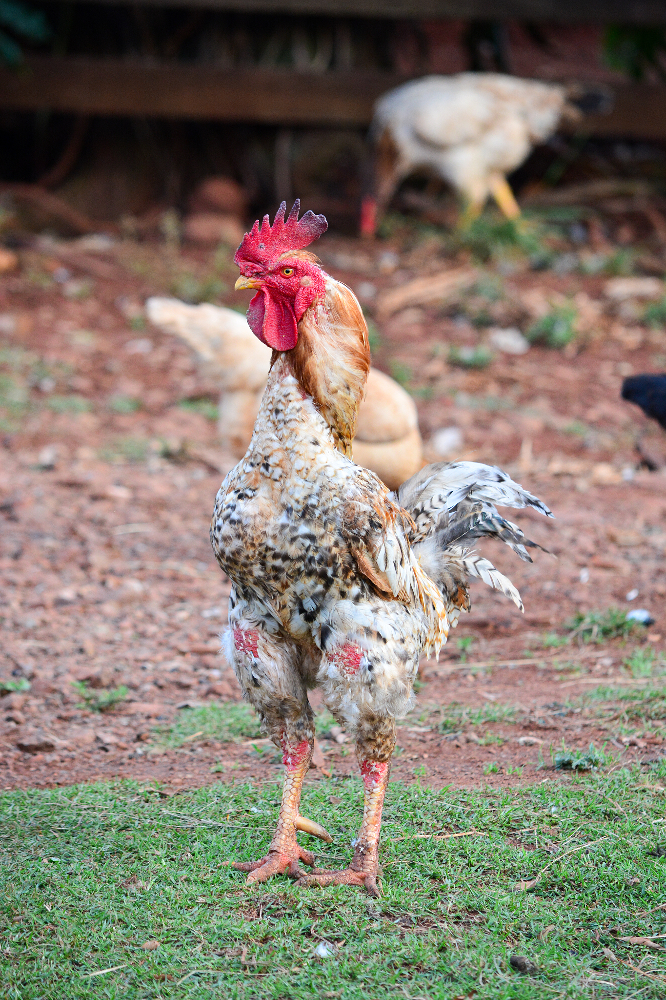 view of a chicken on field