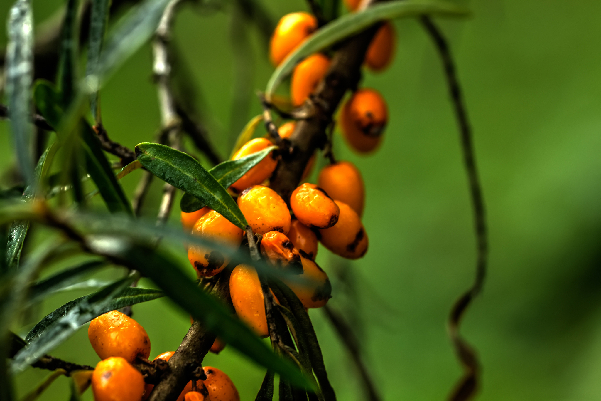 鼎鑫天然沙棘手工精油皂是否适合干性肌肤使用？