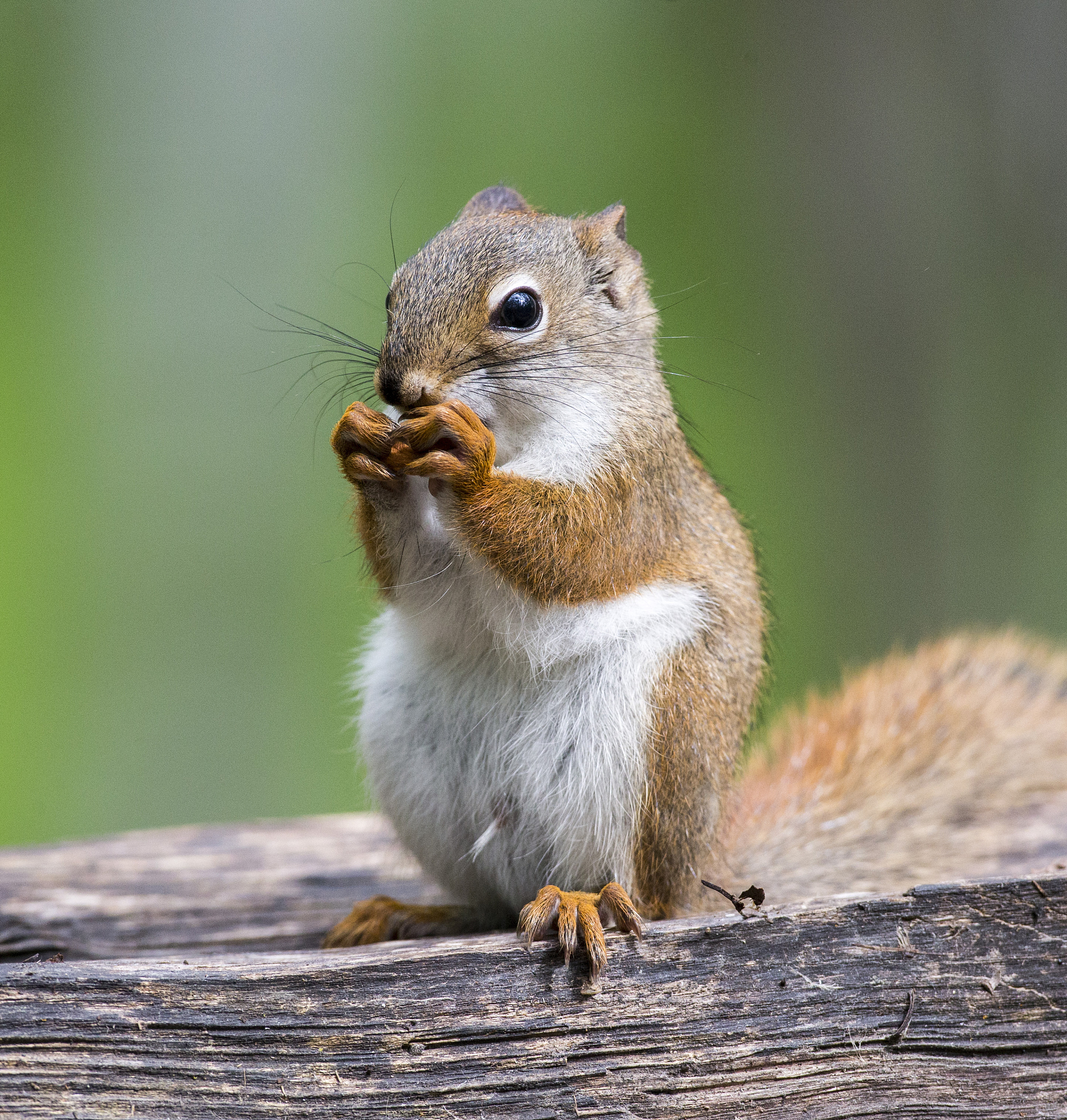 肇庆三只松鼠仓库管理优化：提升效率、降低成本、促进企业发展