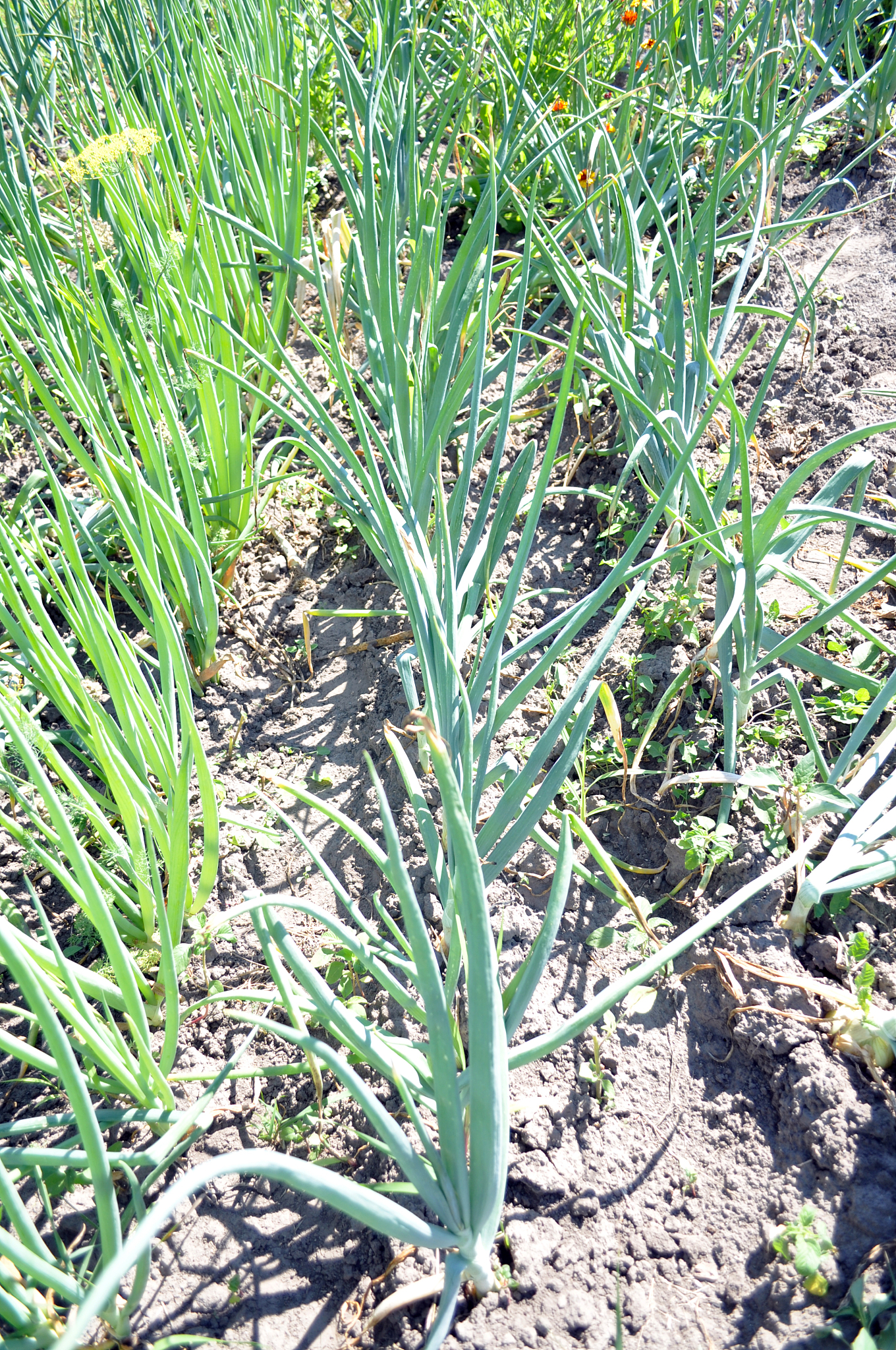 farming. young sprouts of vegetables. growing vegetables in the 