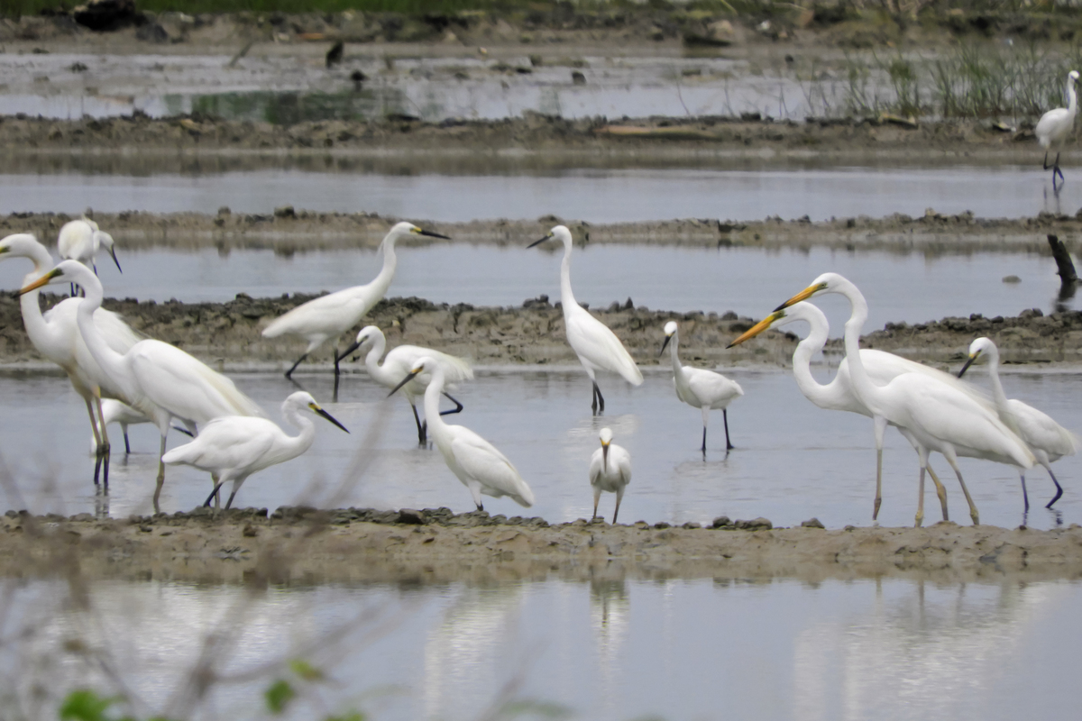 哈尔滨文化中心湿地：丰富多样的动物世界