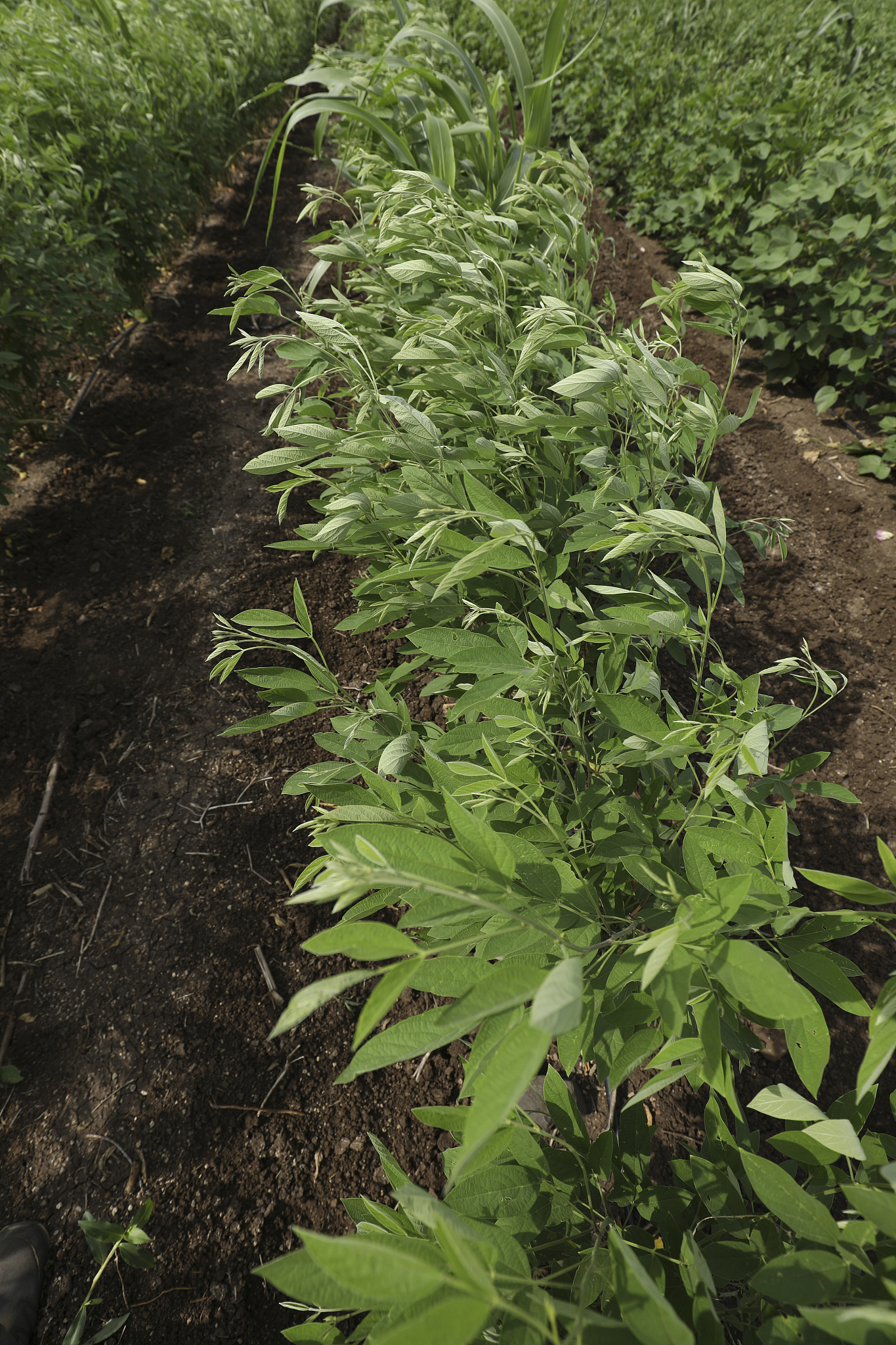 pigeon pea crop field in india