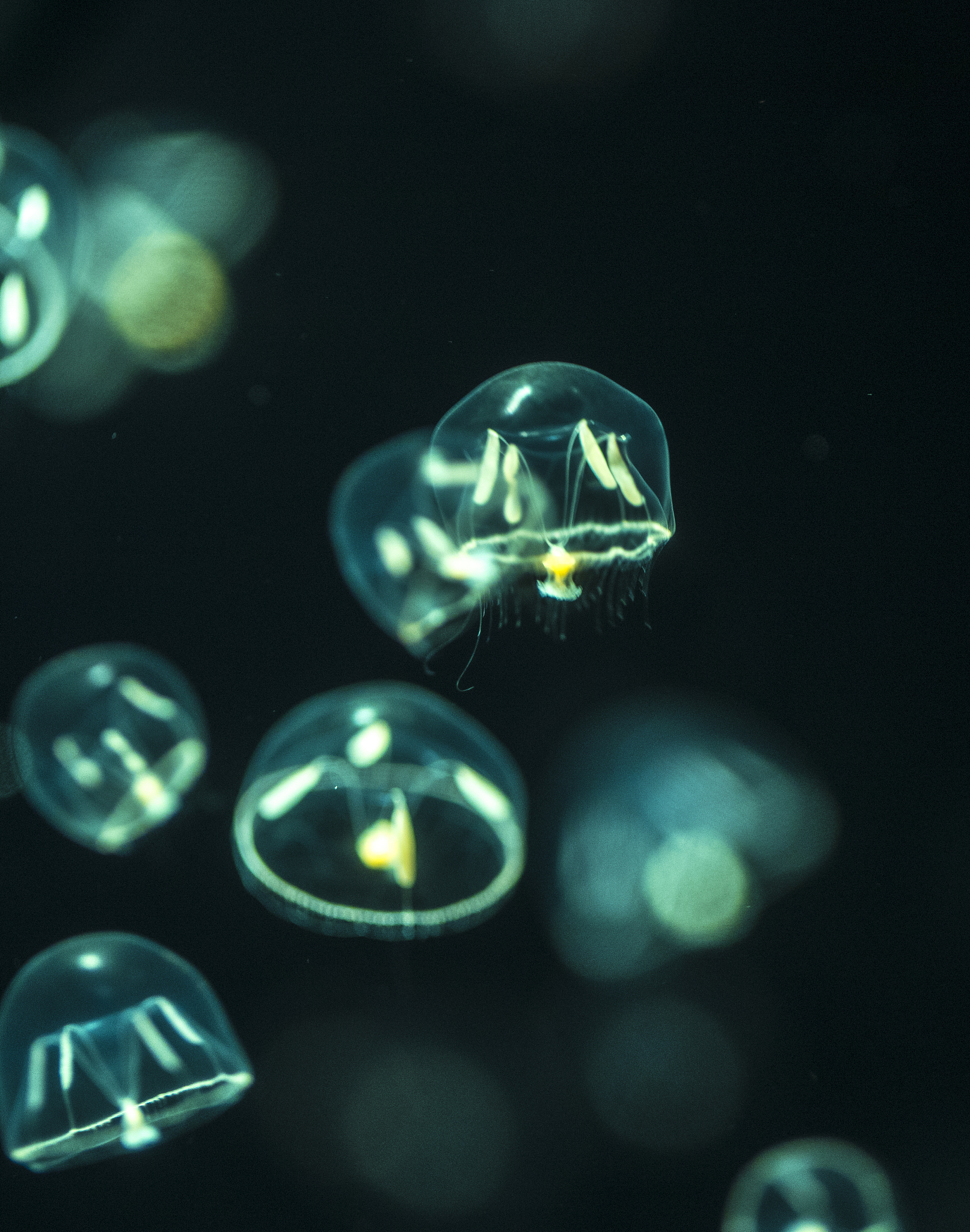 化学实验中的水母奇观：一段诗意的描述